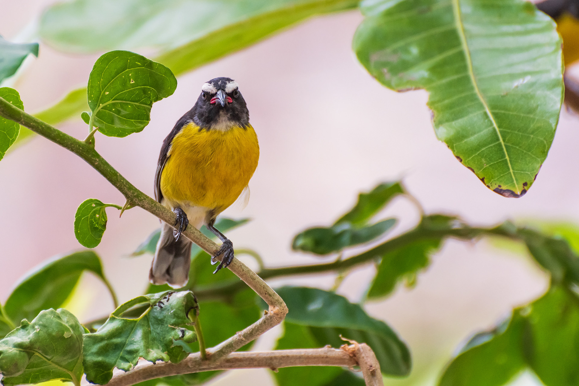 Bananaquit