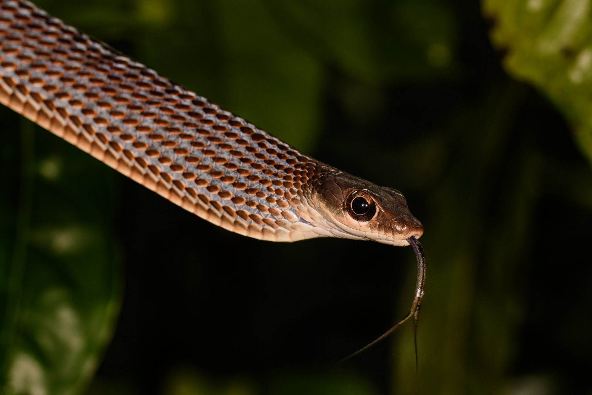 Large Eyed Bronzeback