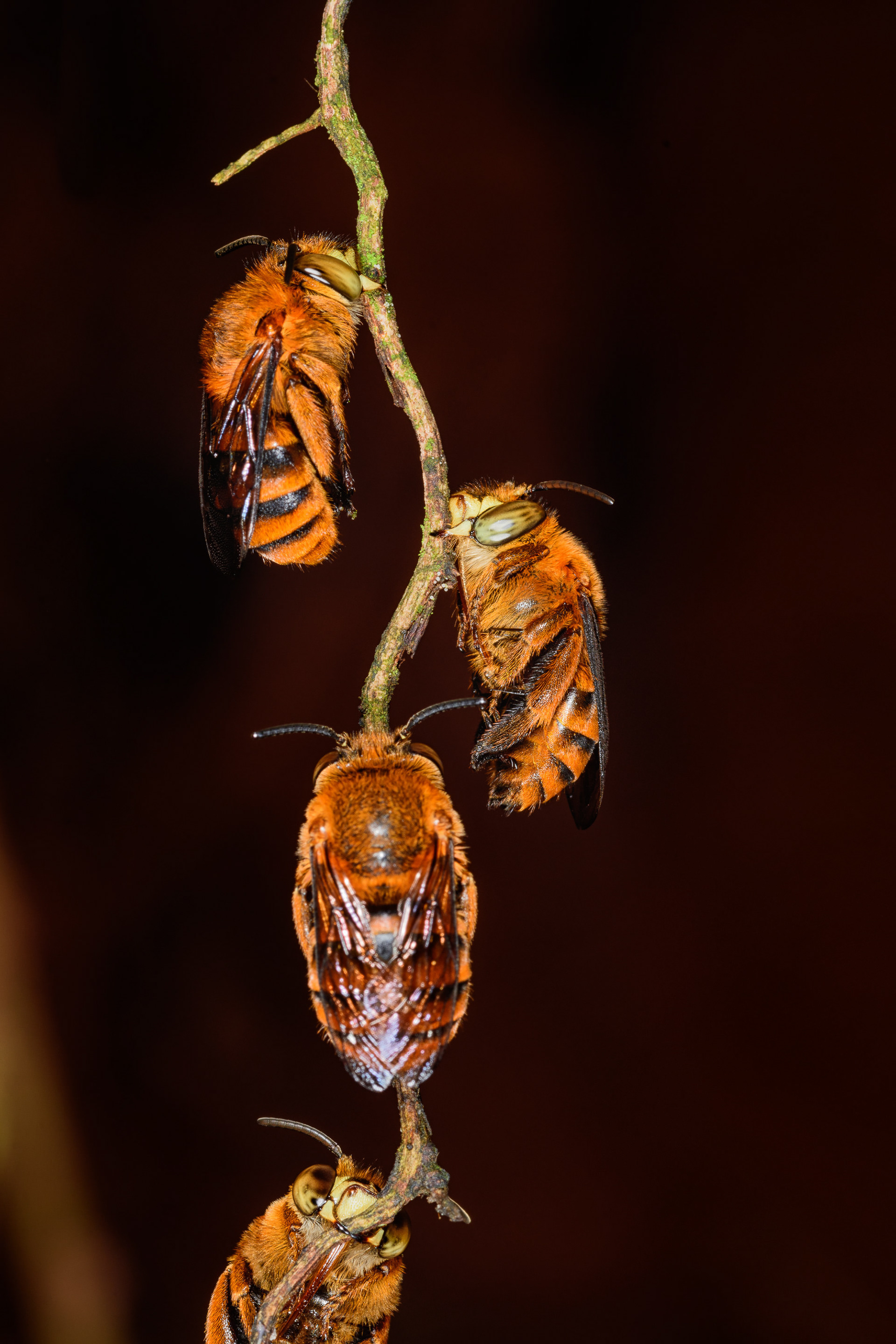 Sleeping Bees