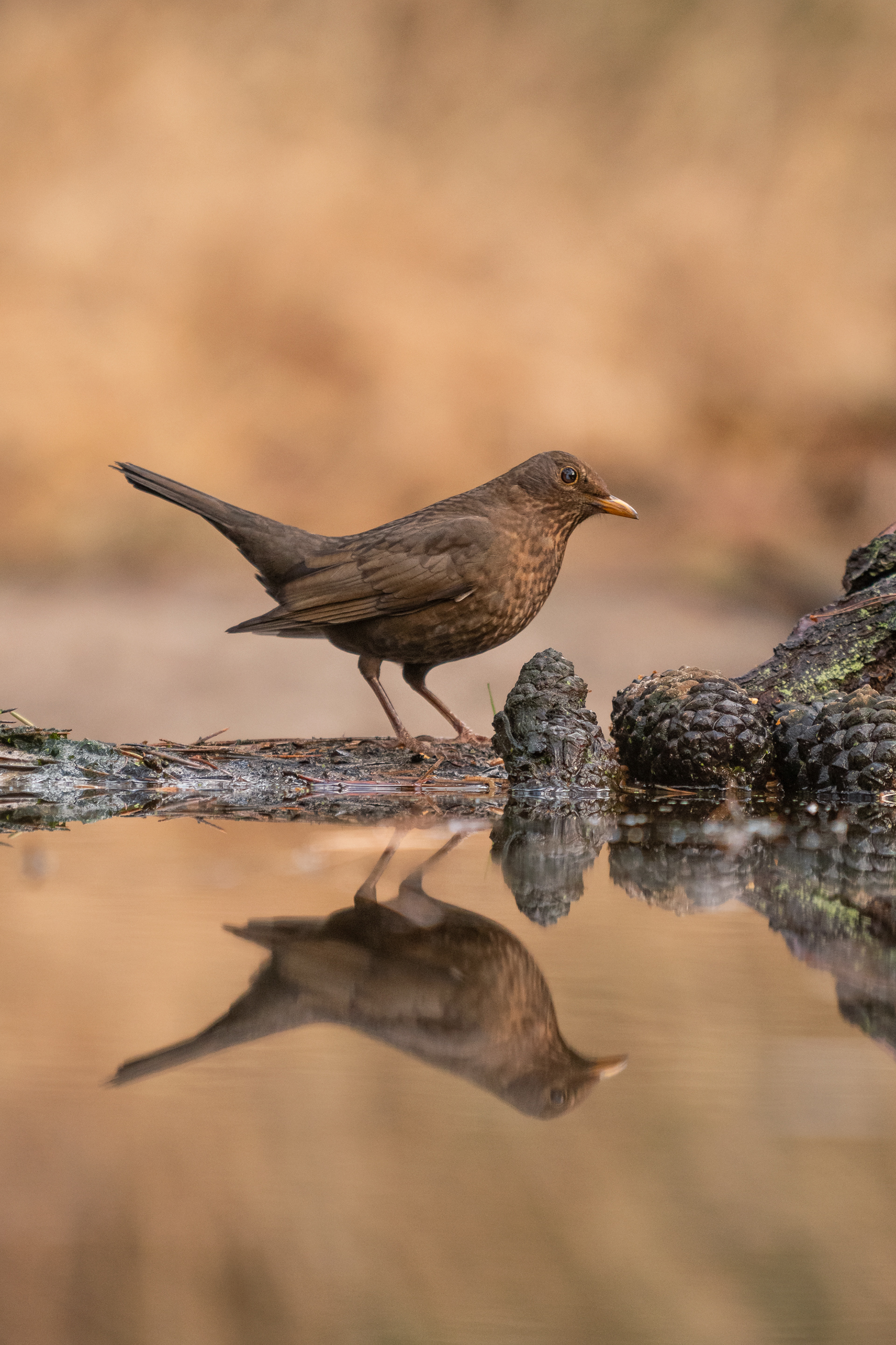 Common Blackbird