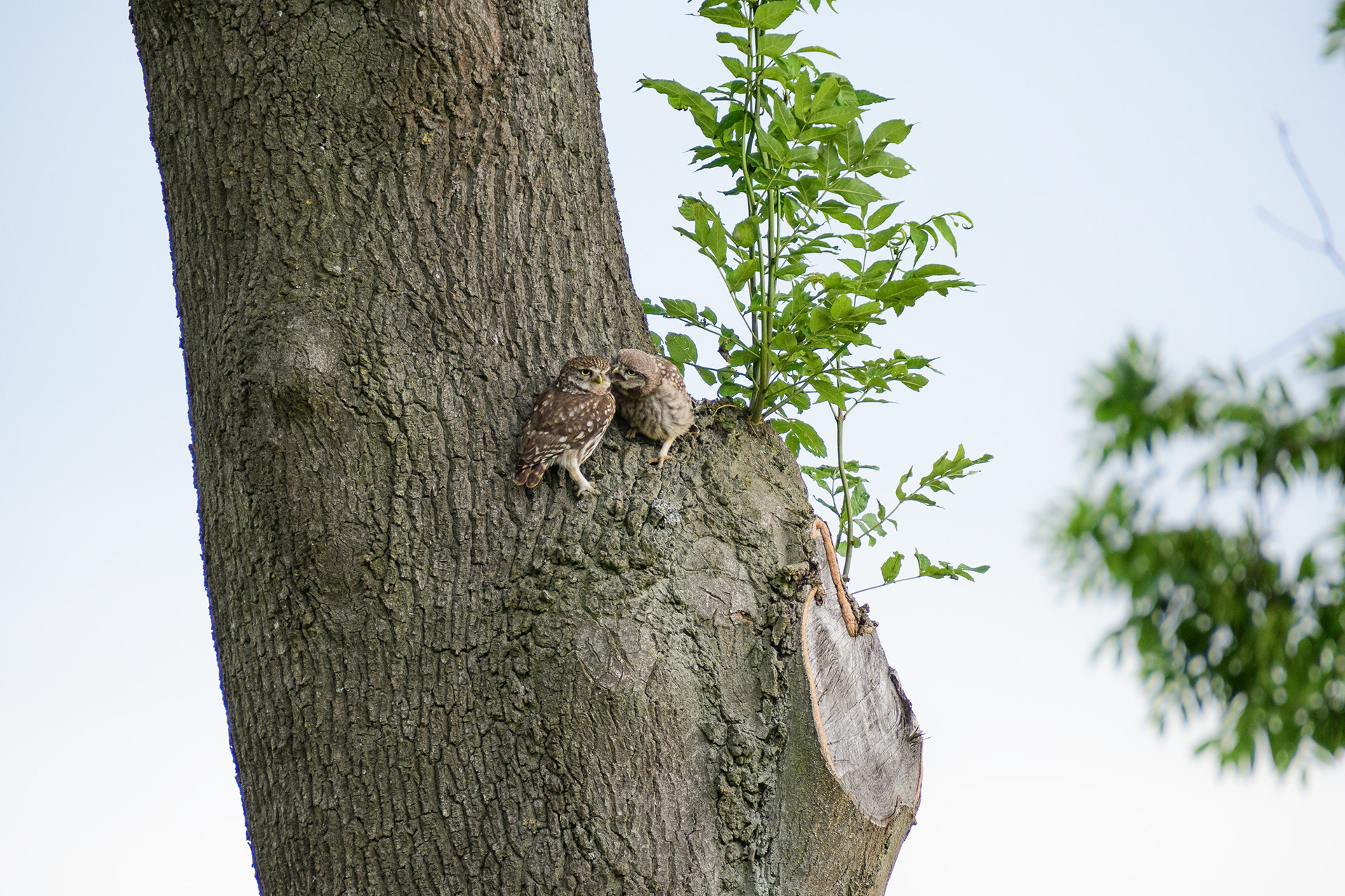 Adult and Juvenile