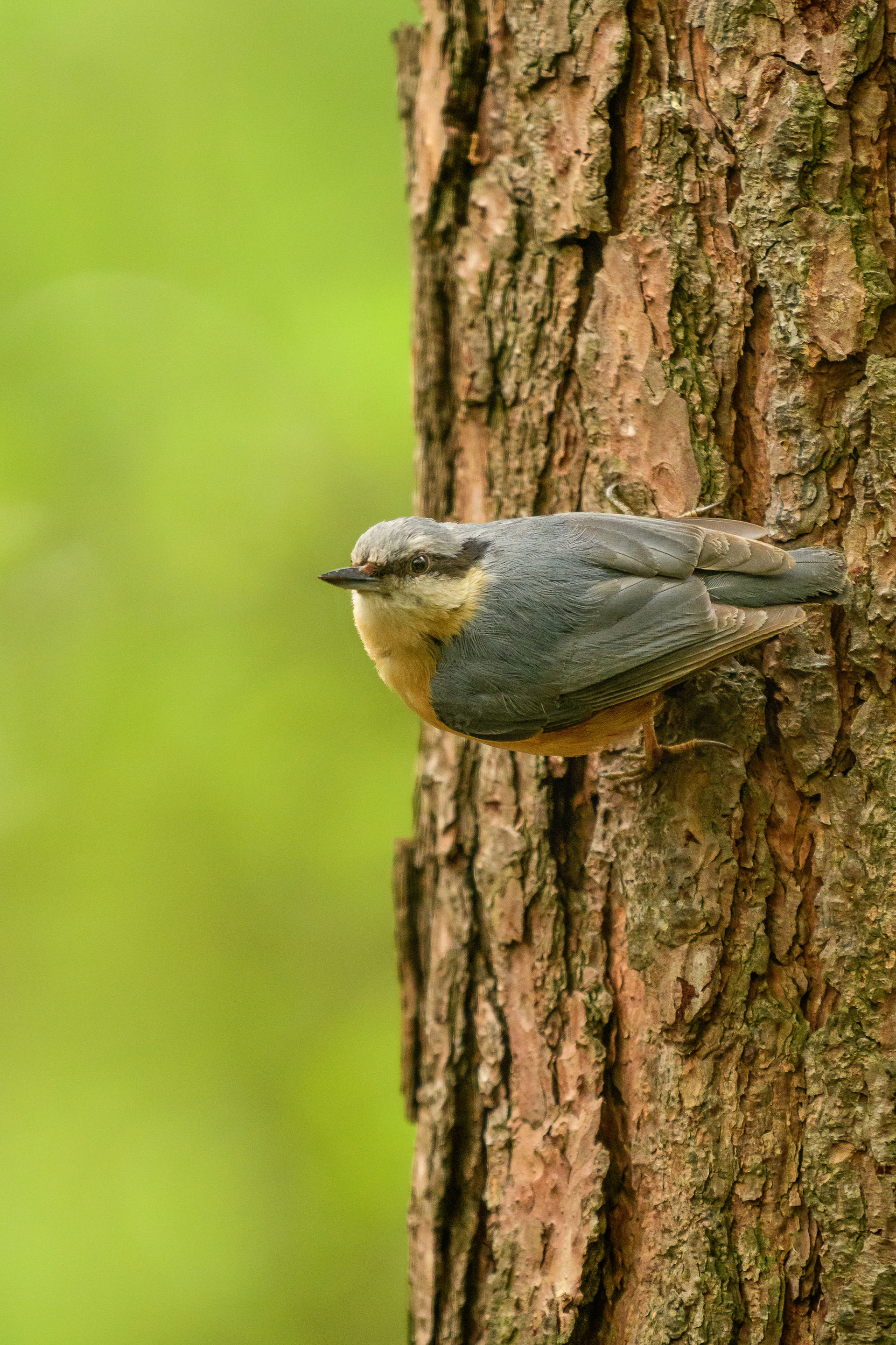 Eurasian Nuthatch