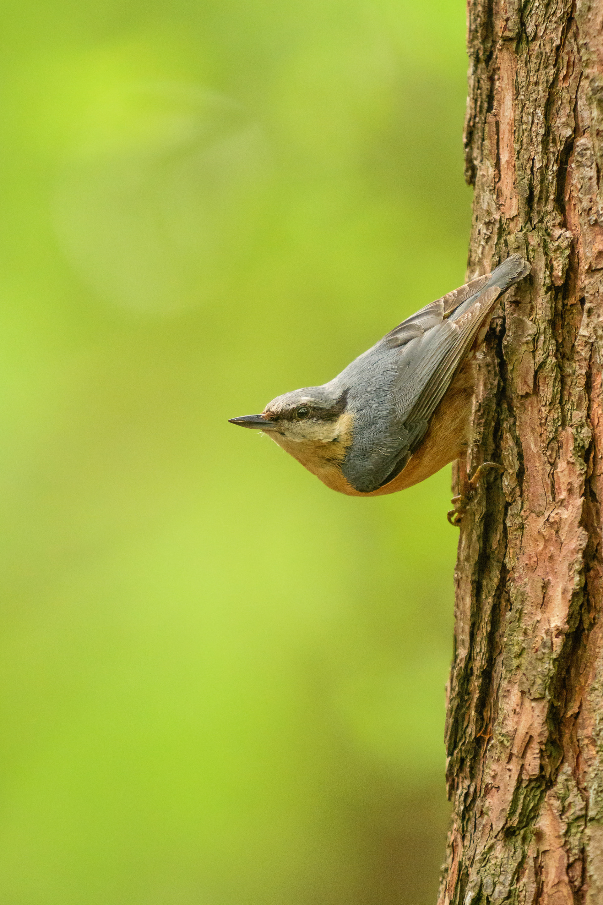 Eurasian Nuthatch