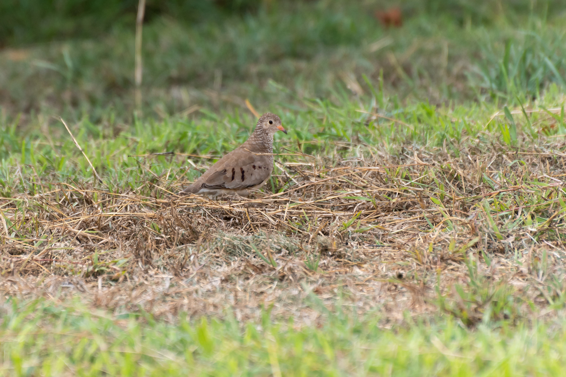 Common Ground Dove