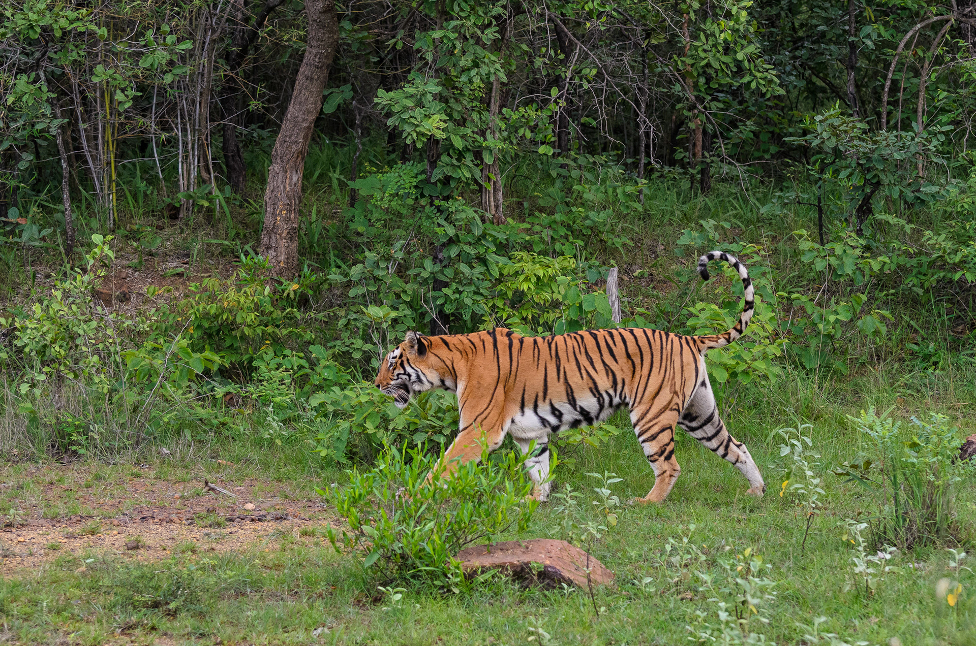 Madhuri the tigress