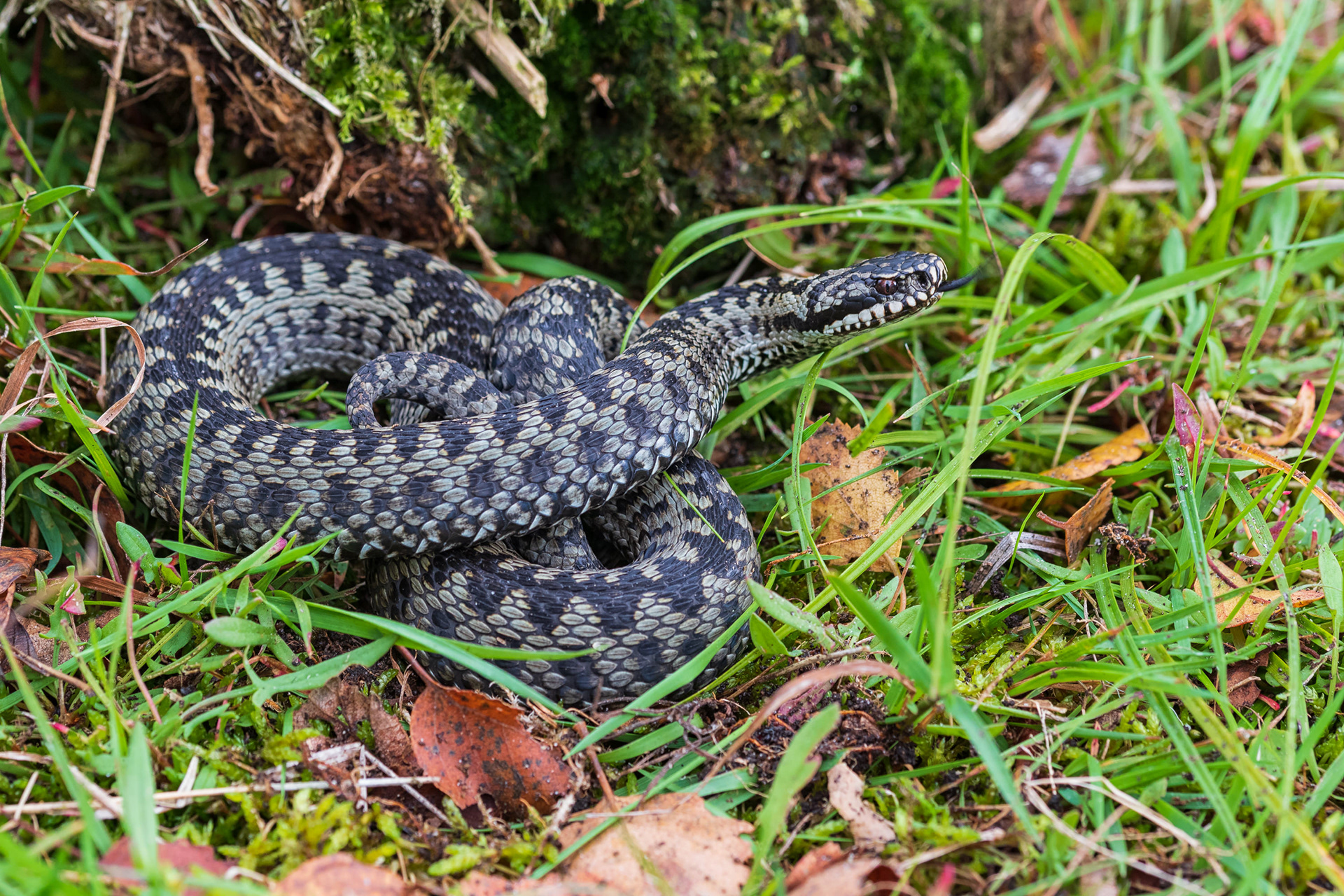 Adult male viper