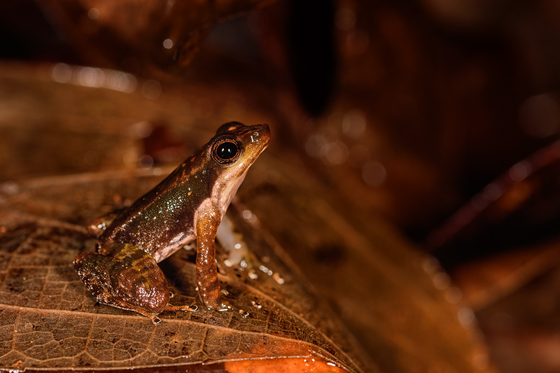 Dancing Frog