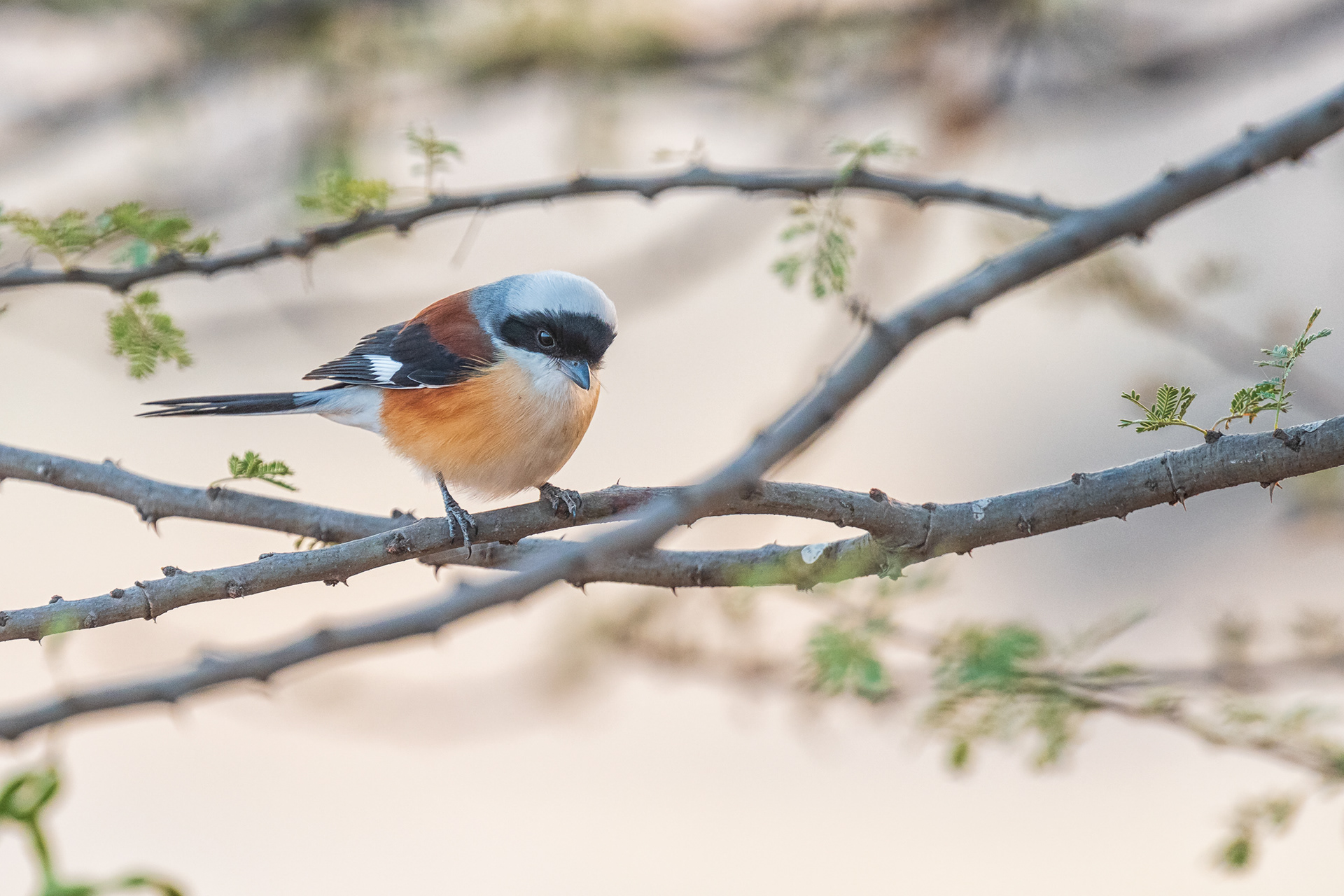Bay-backed Shrike