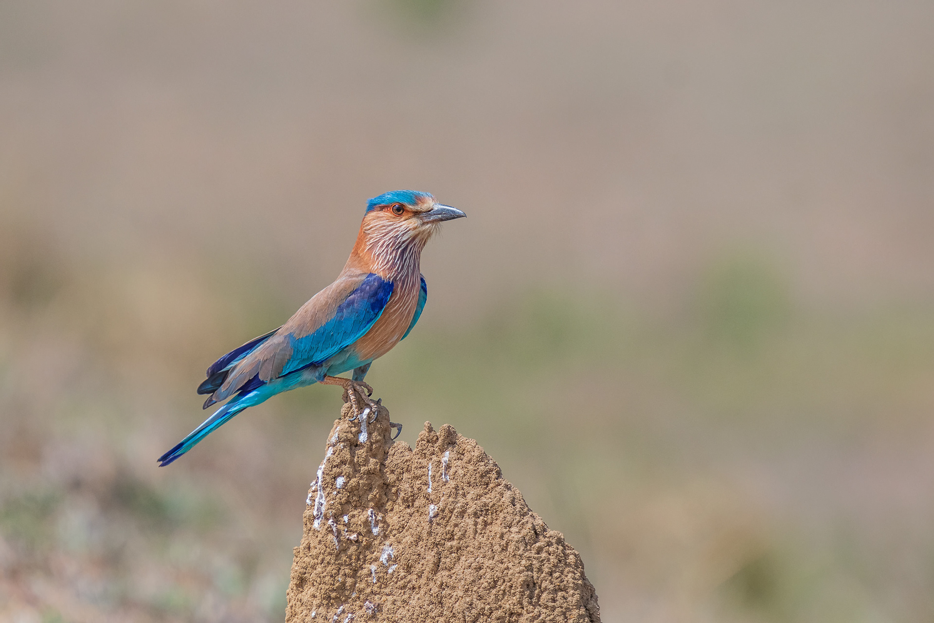 Indian Roller