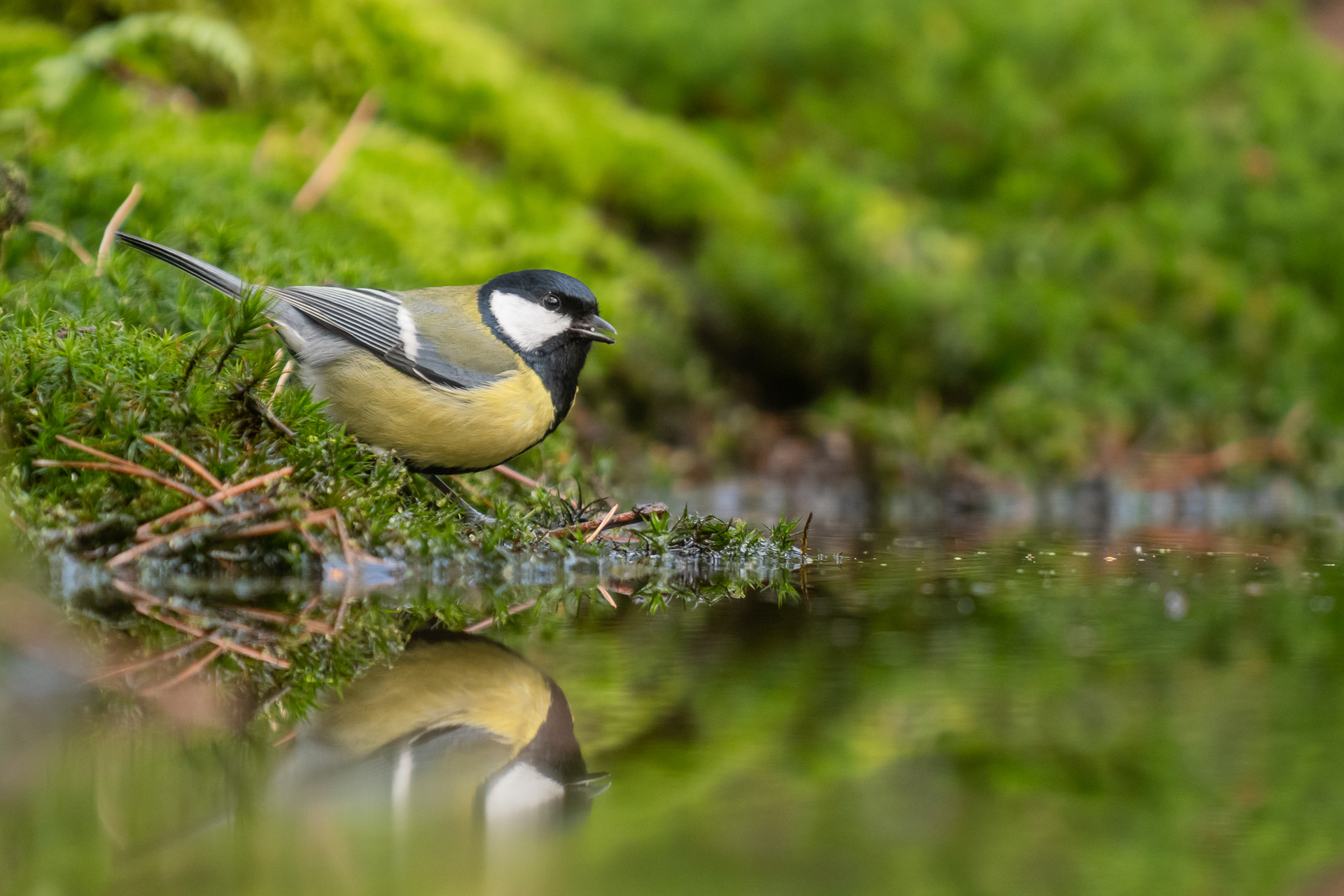 Great Tit