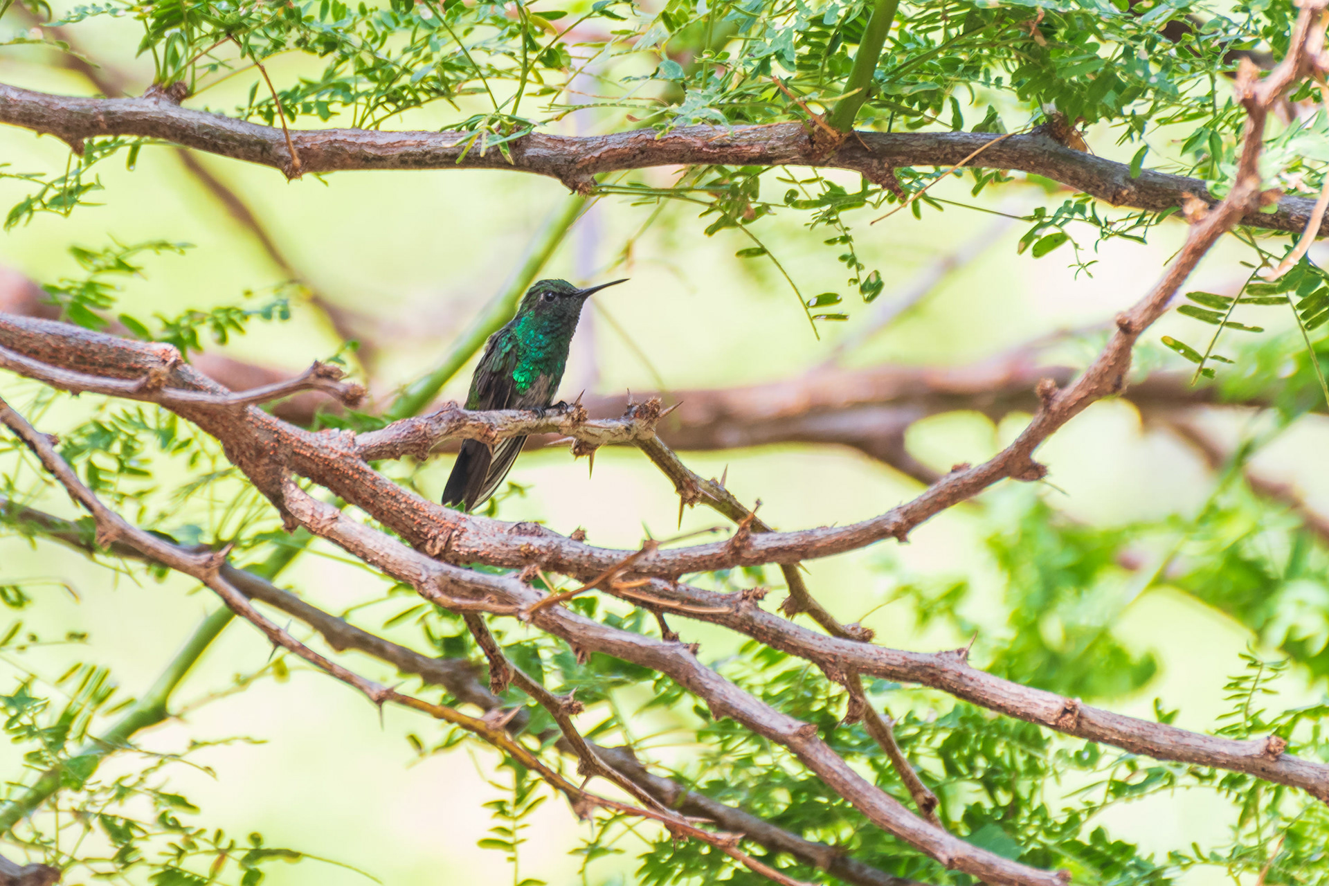 Blue-Tailed Emerald
