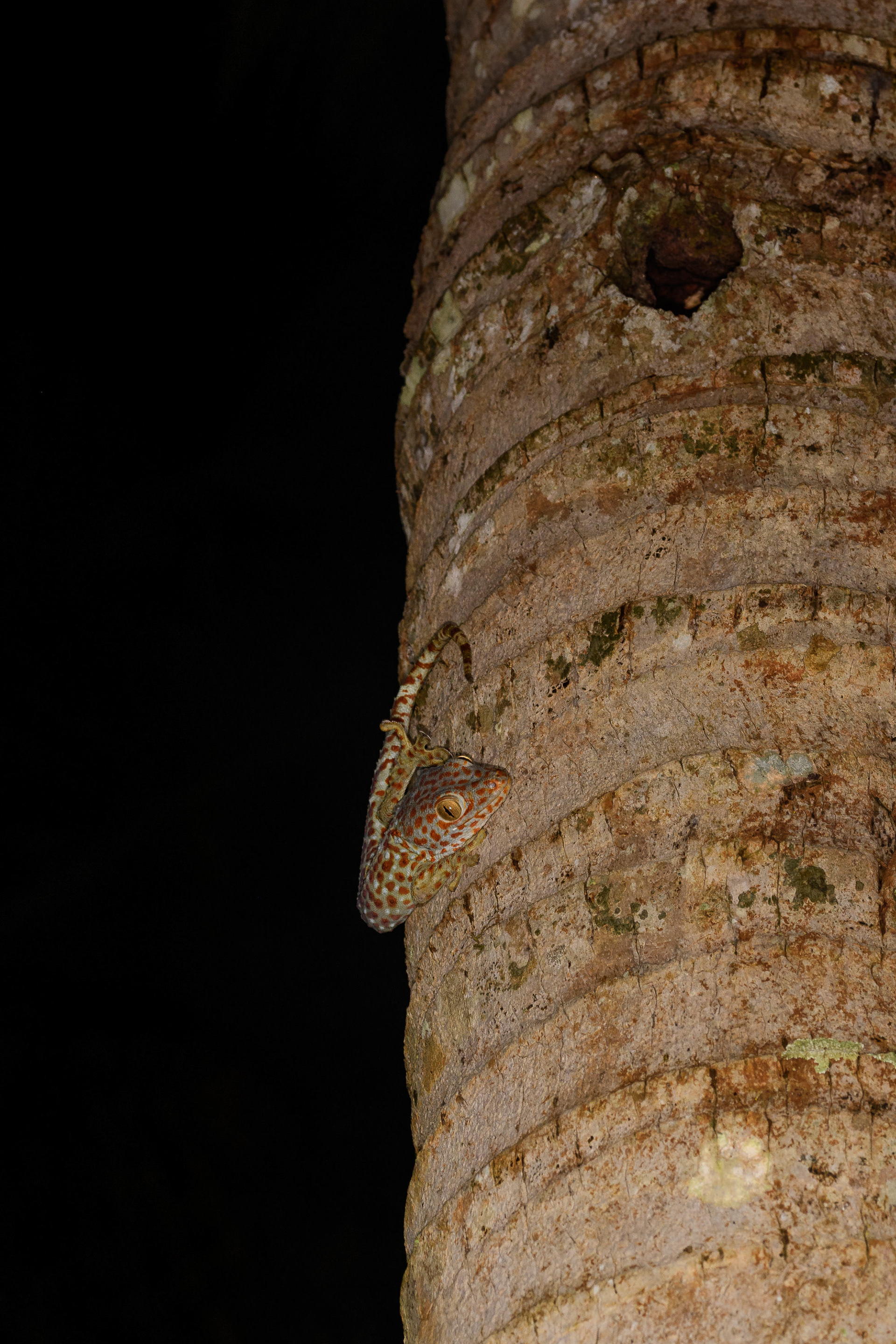Tokay Gecko