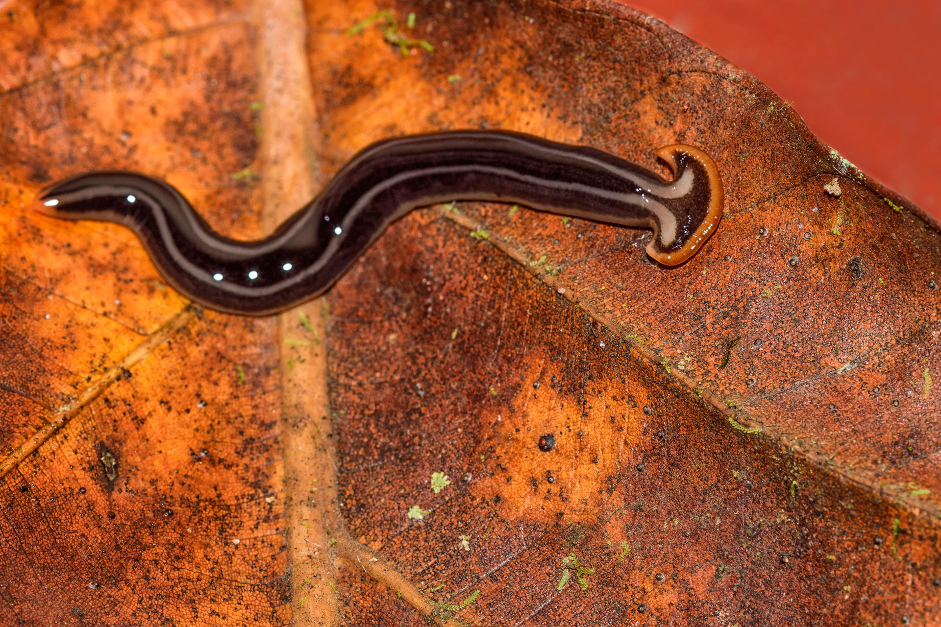 Hammerhead Worm