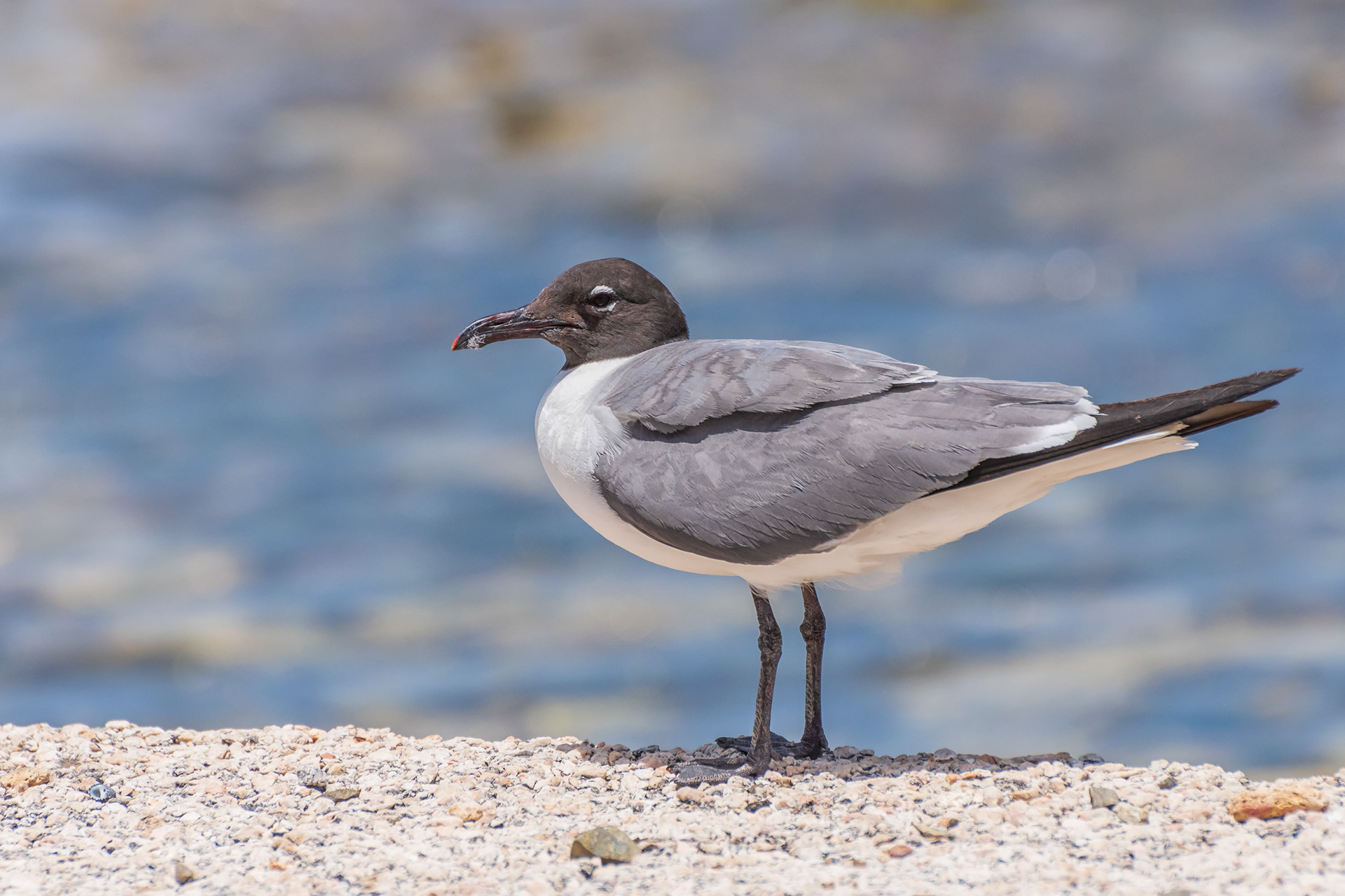 Laughing Gull