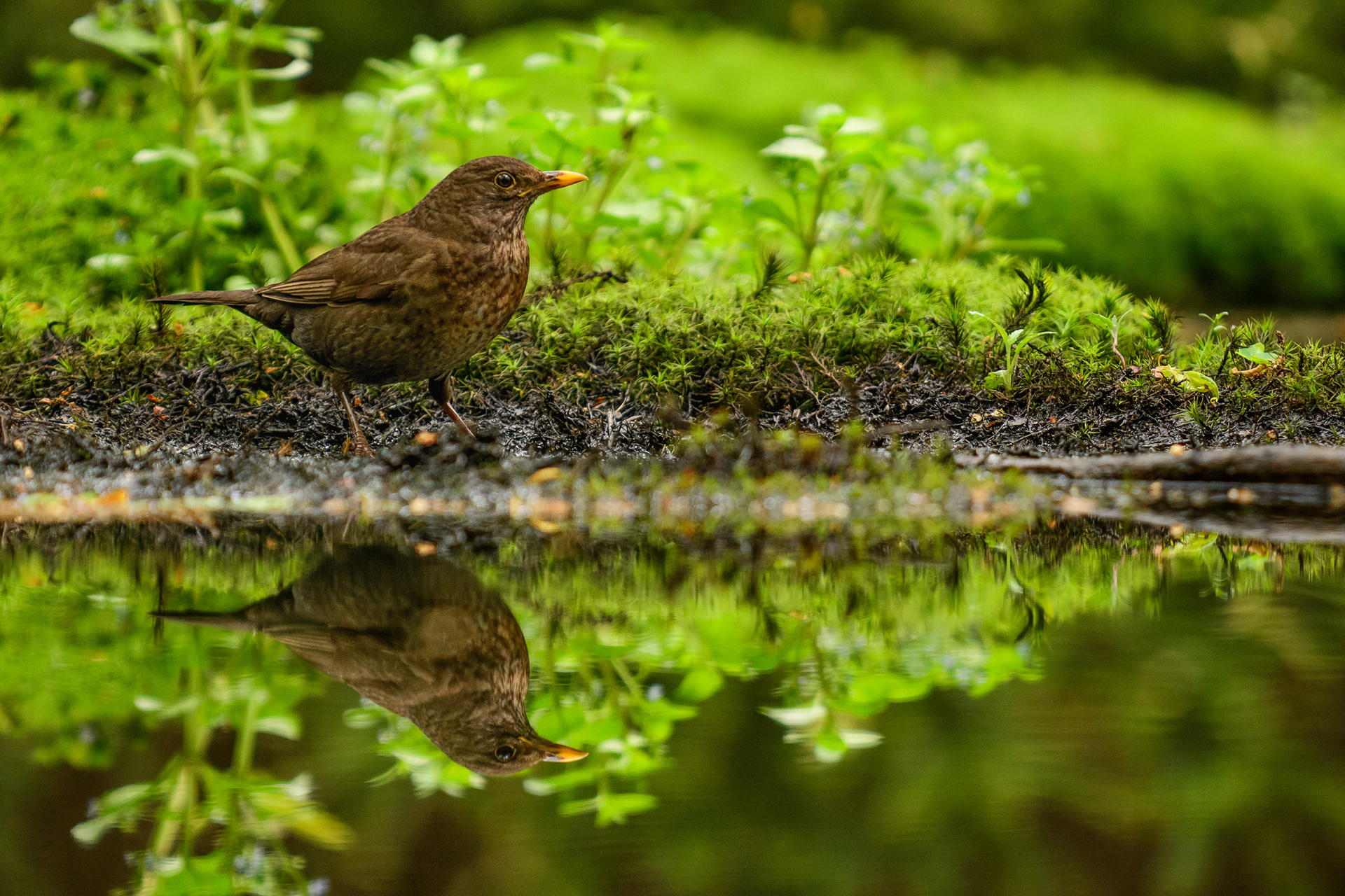 Common Blackbird