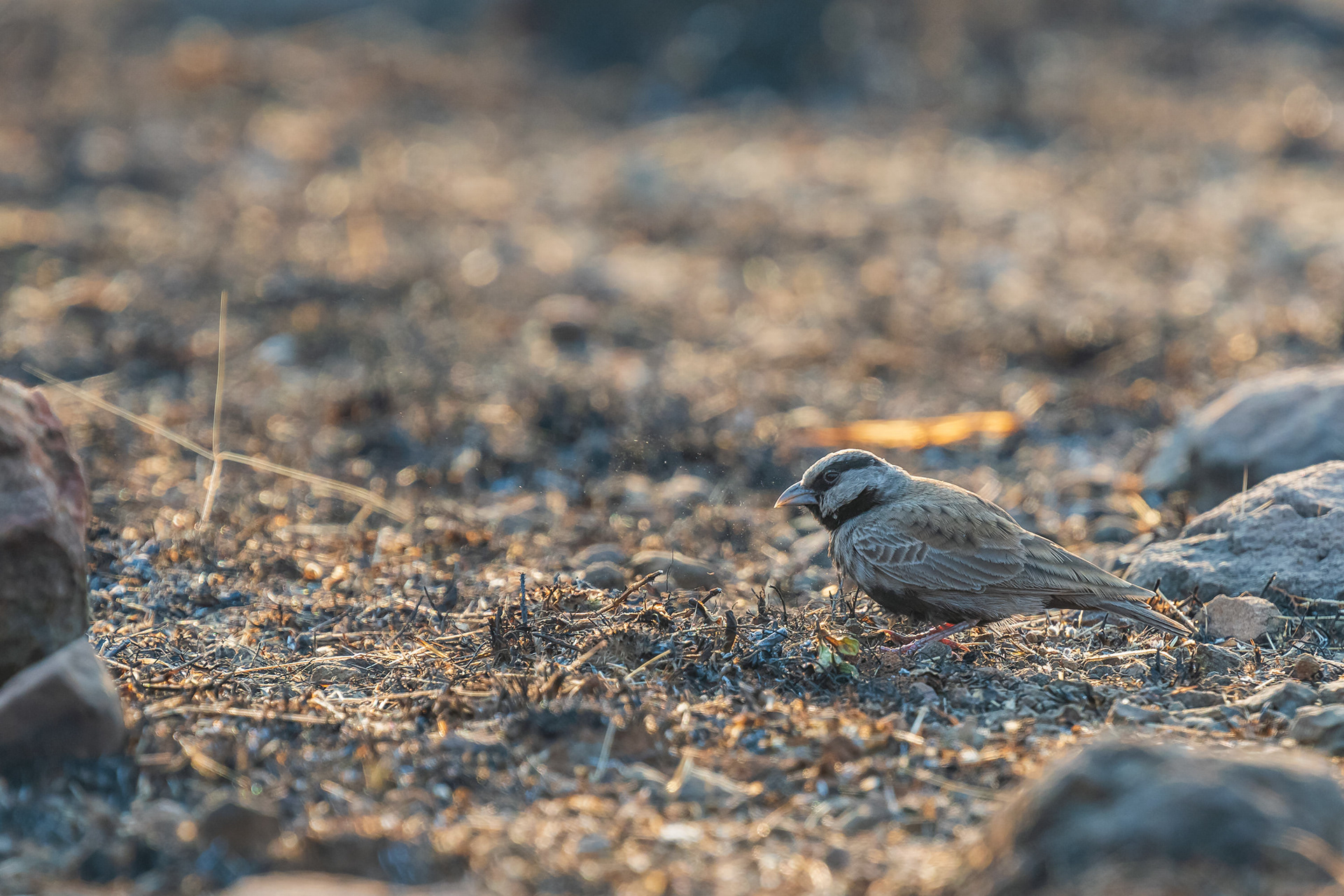 Ashy-Crowned Sparrow-Lark
