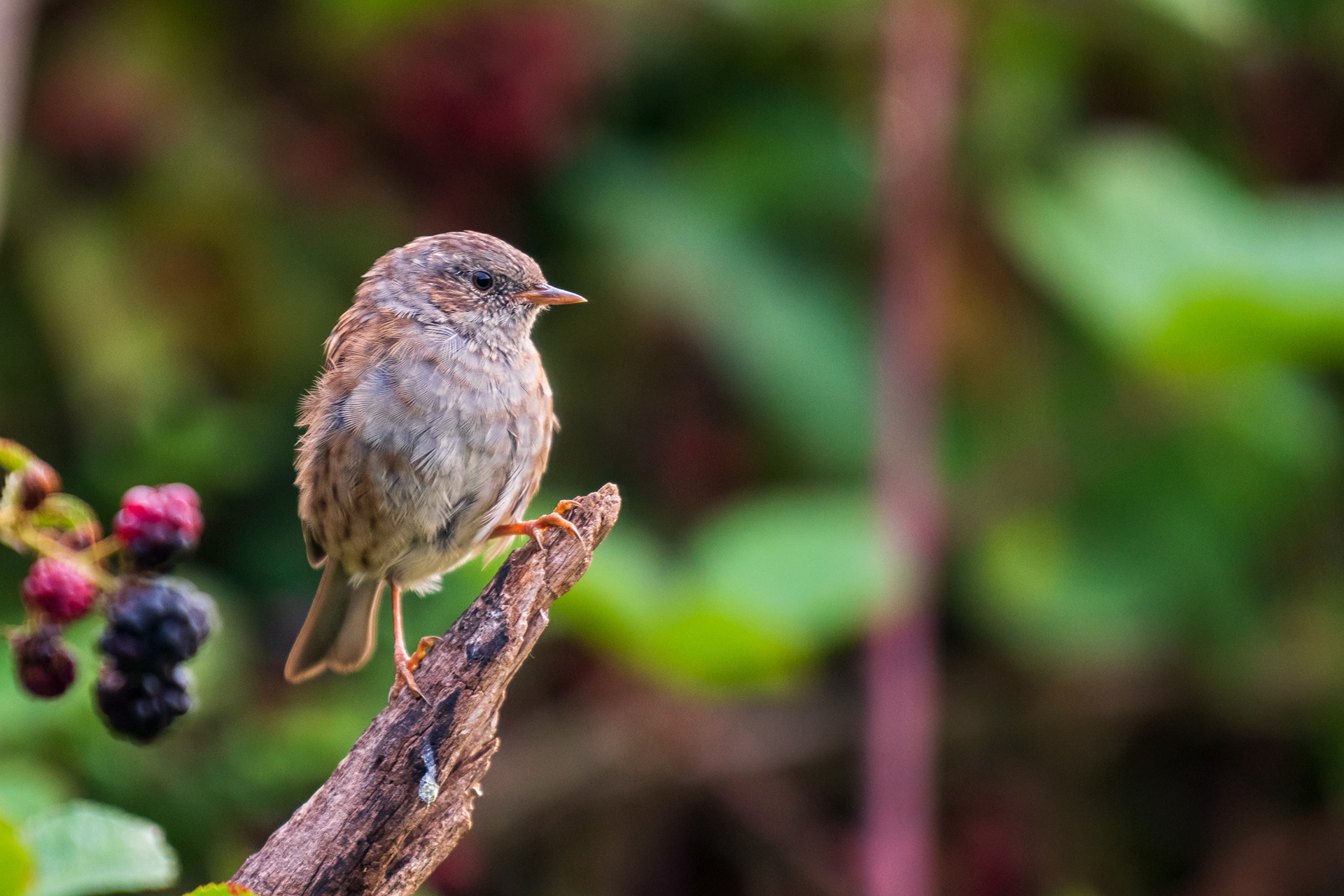 Dunnock