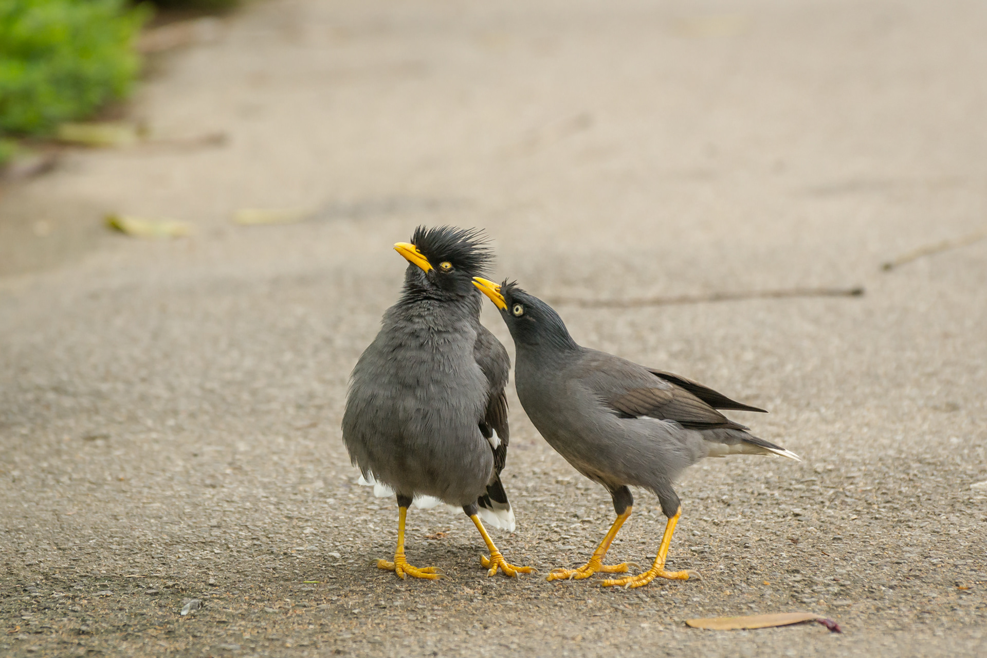Javan Myna