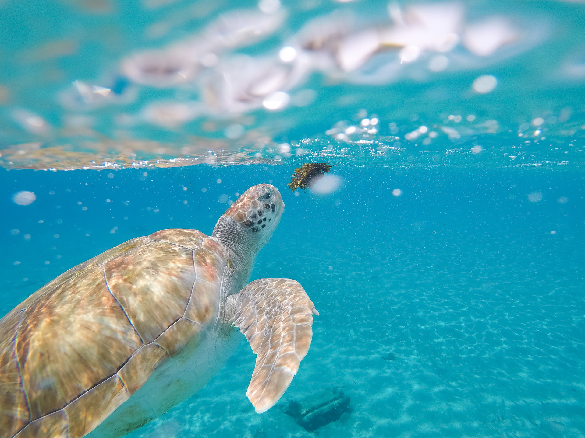 Green Sea Turtle