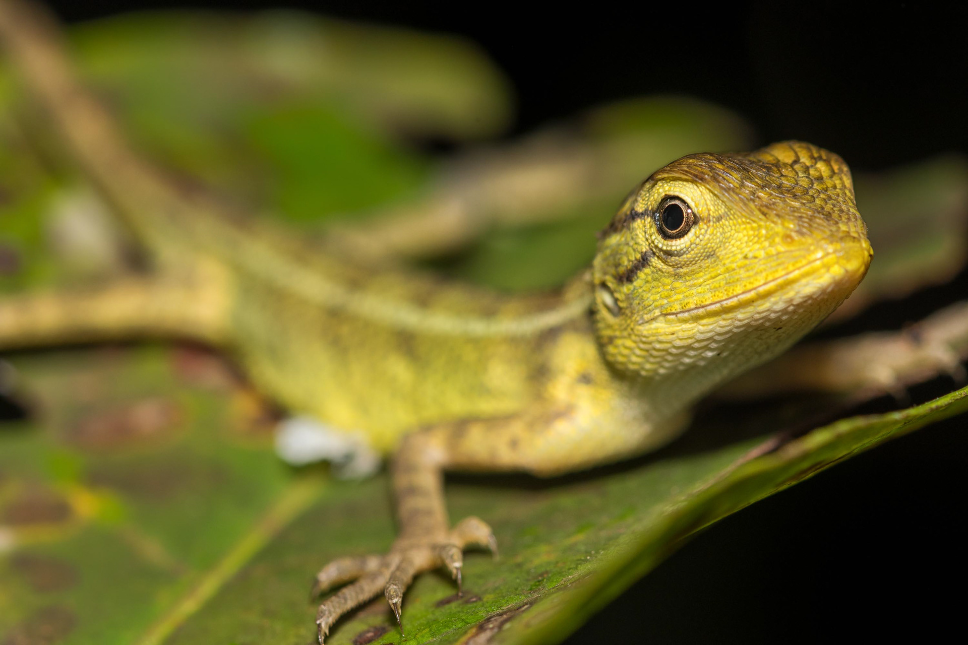 Common Green Forest Lizard