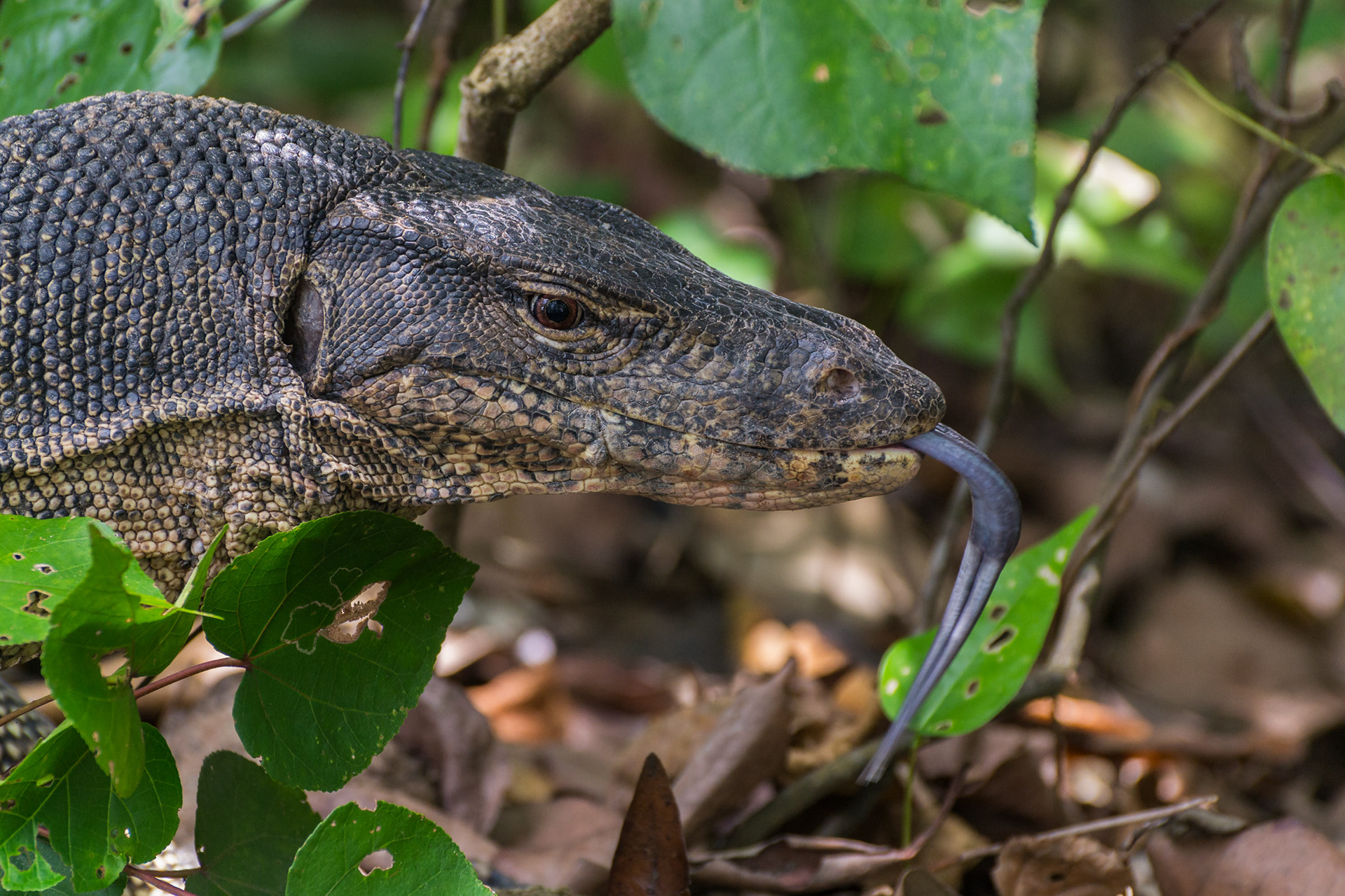 Water Monitor Lizard