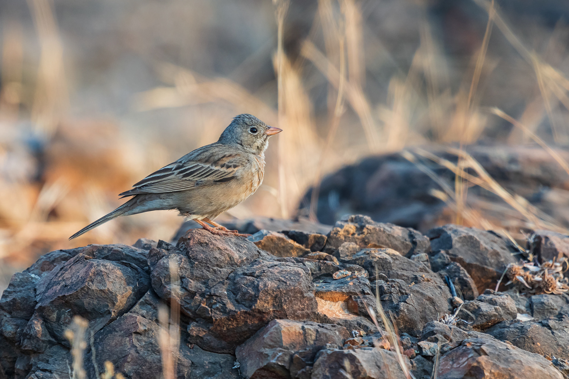 Grey-necked Bunting