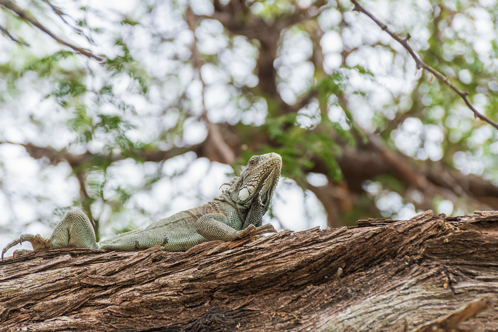 Green Iguana