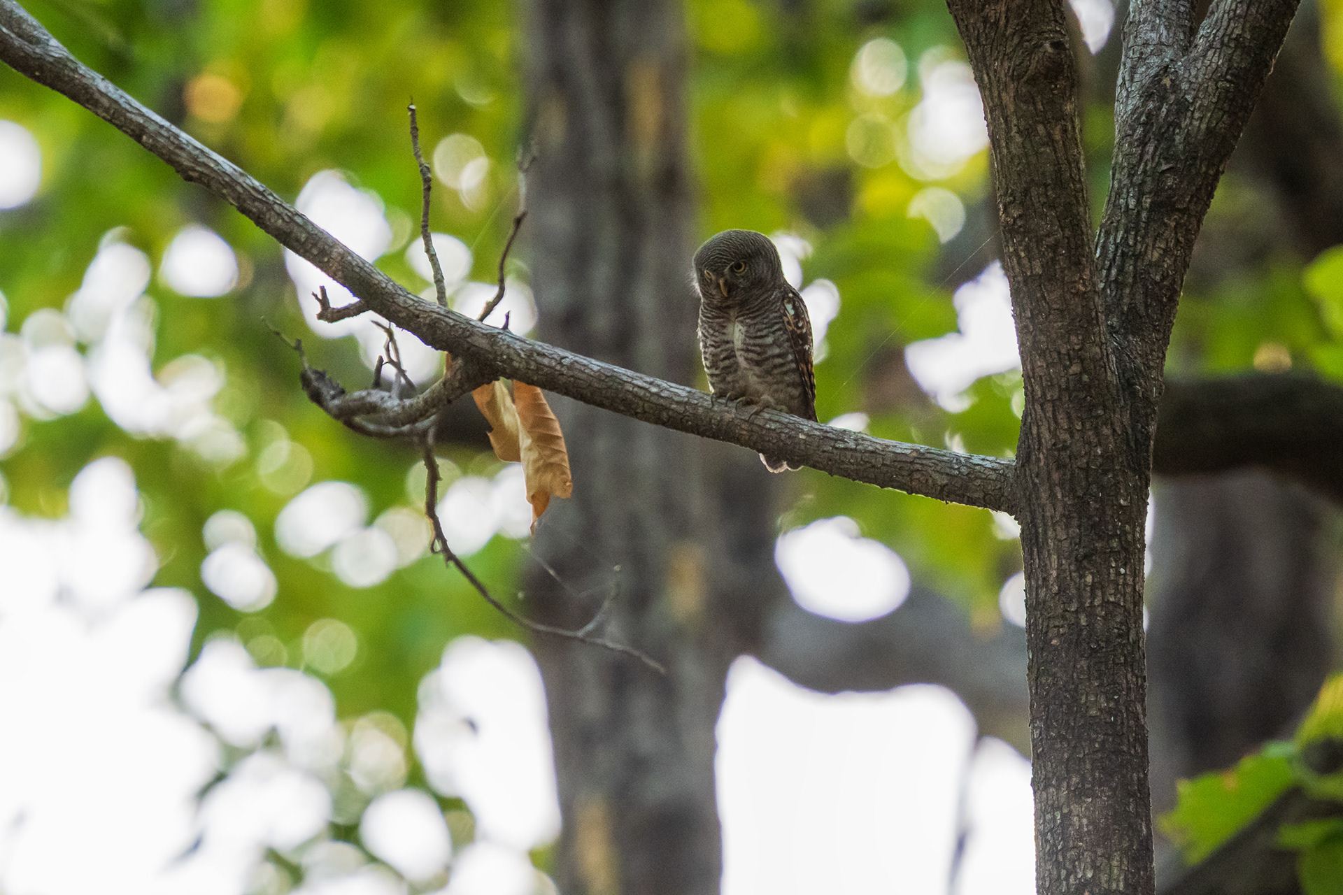 Jungle Owlet