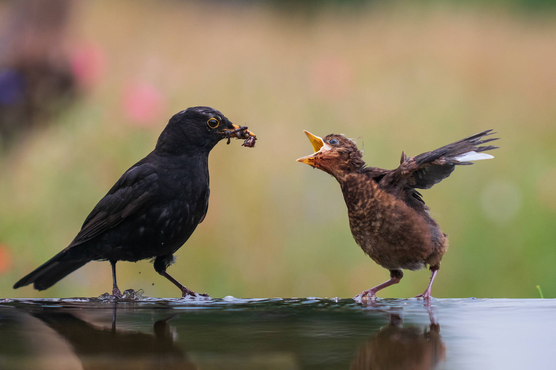 Common Blackbird