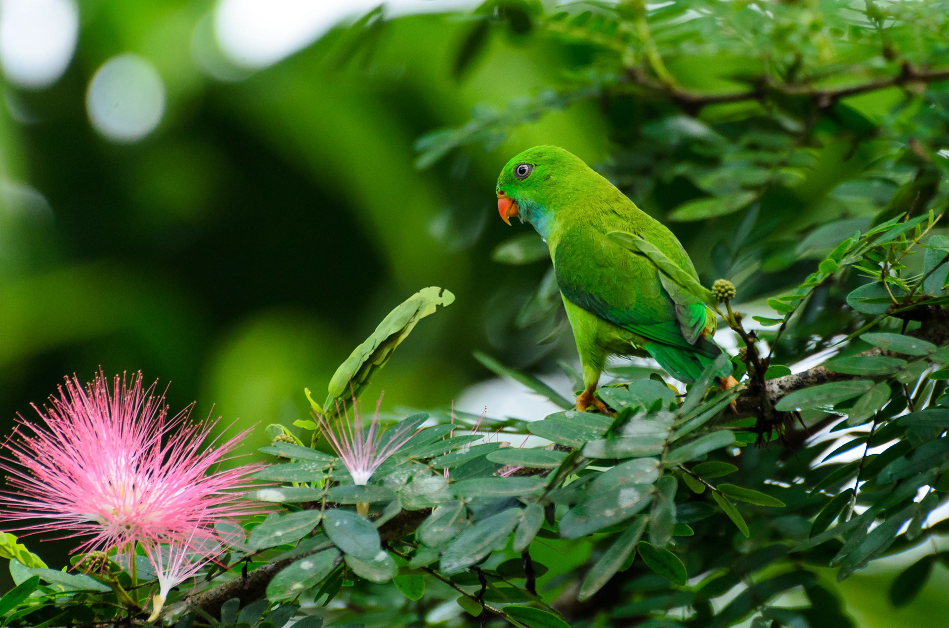 Vernal's Hanging Parrot