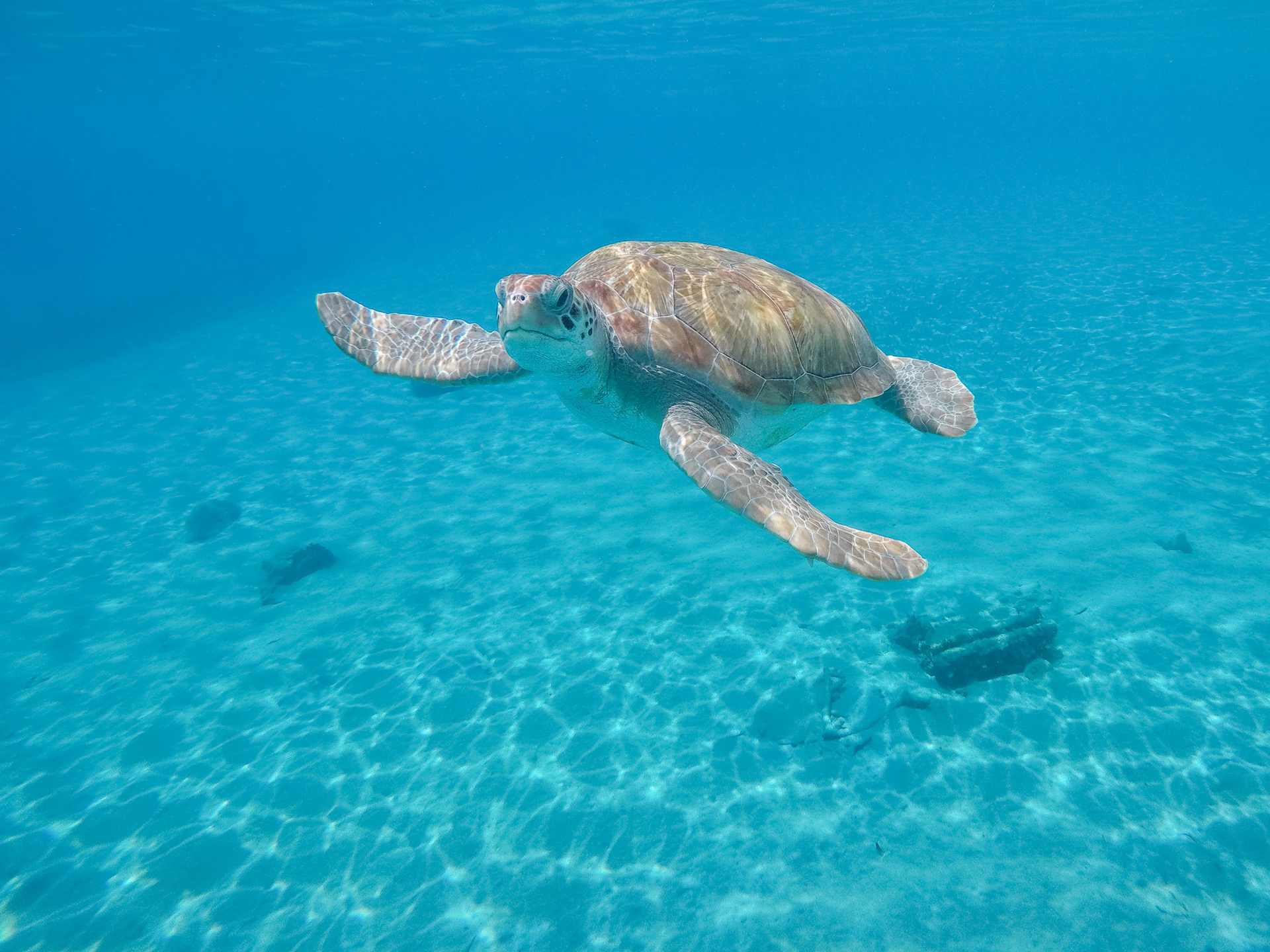 Green Sea Turtle