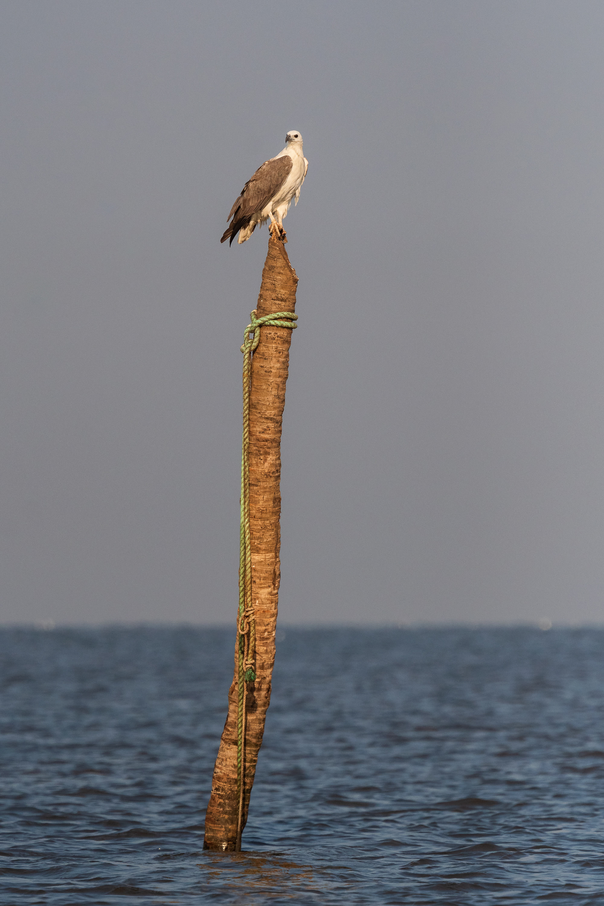 White-Bellied Sea Eagle