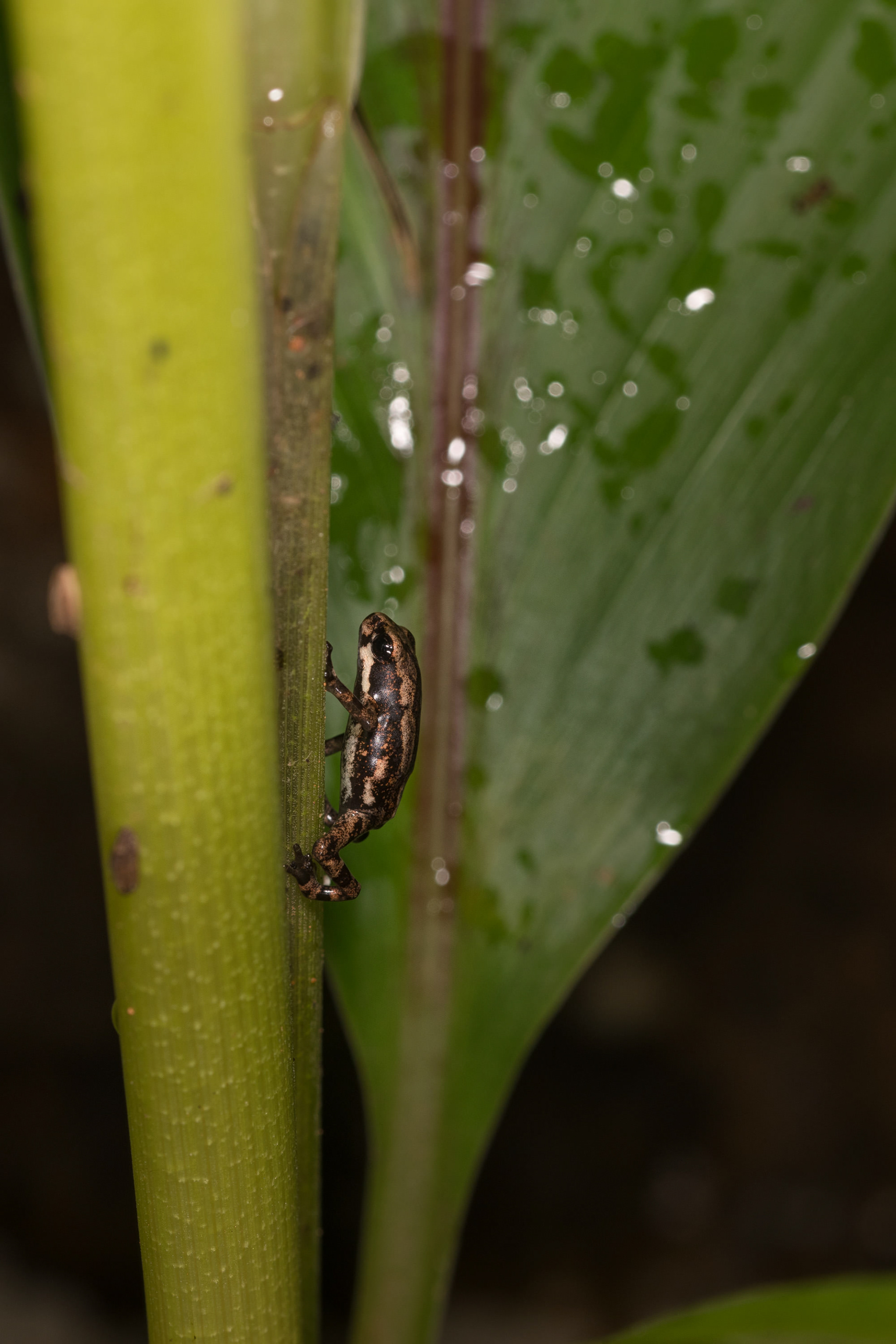 Bush Frog