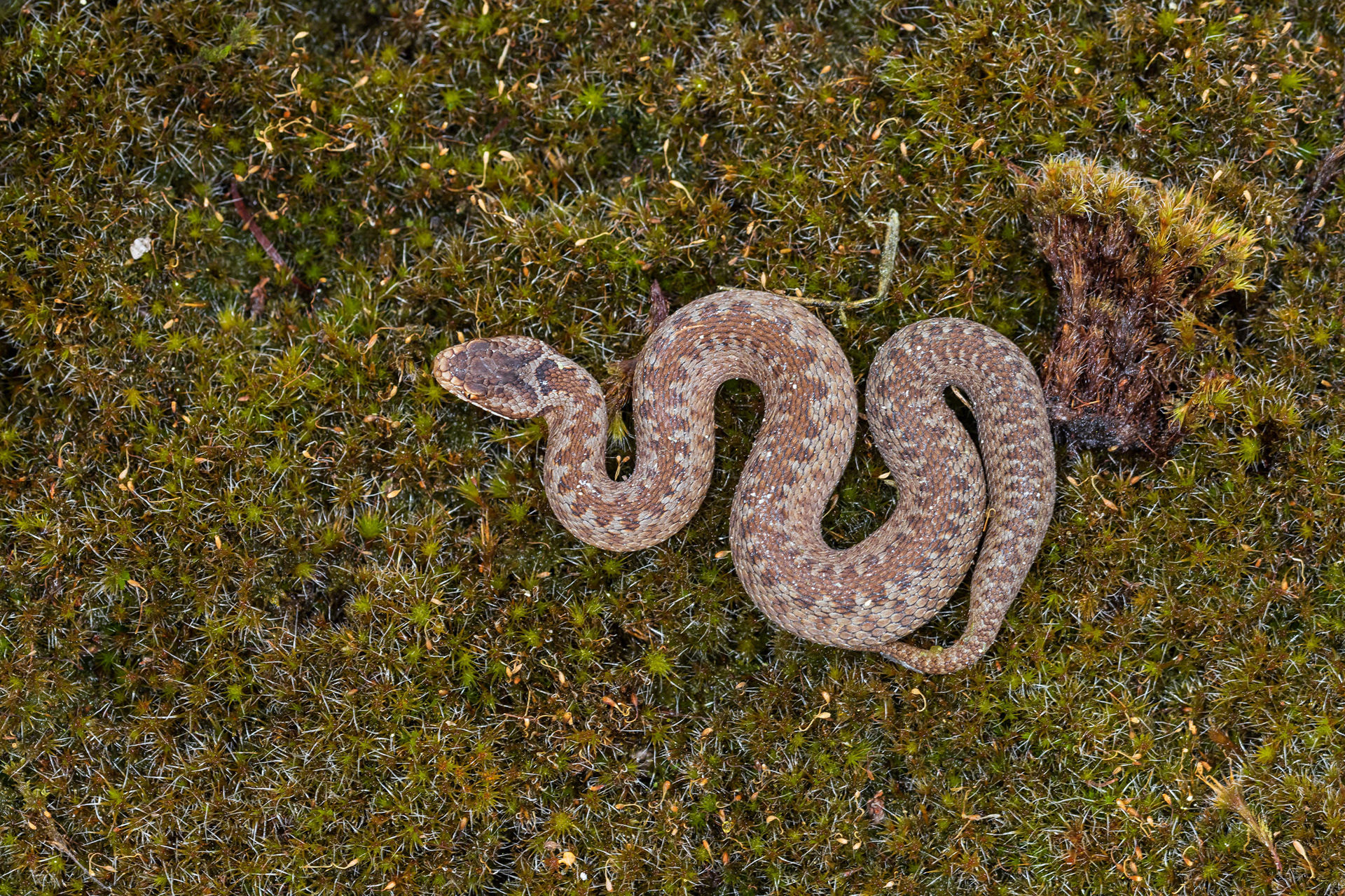 Juvenile viper