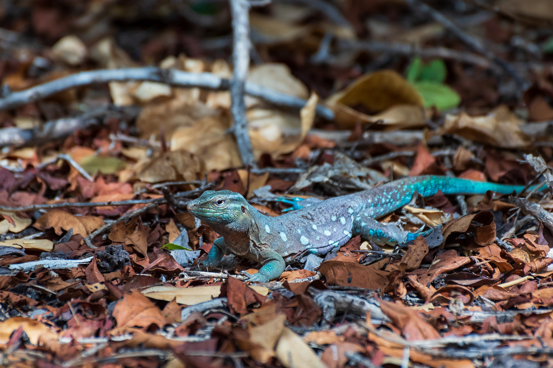 Laurent's Whiptail