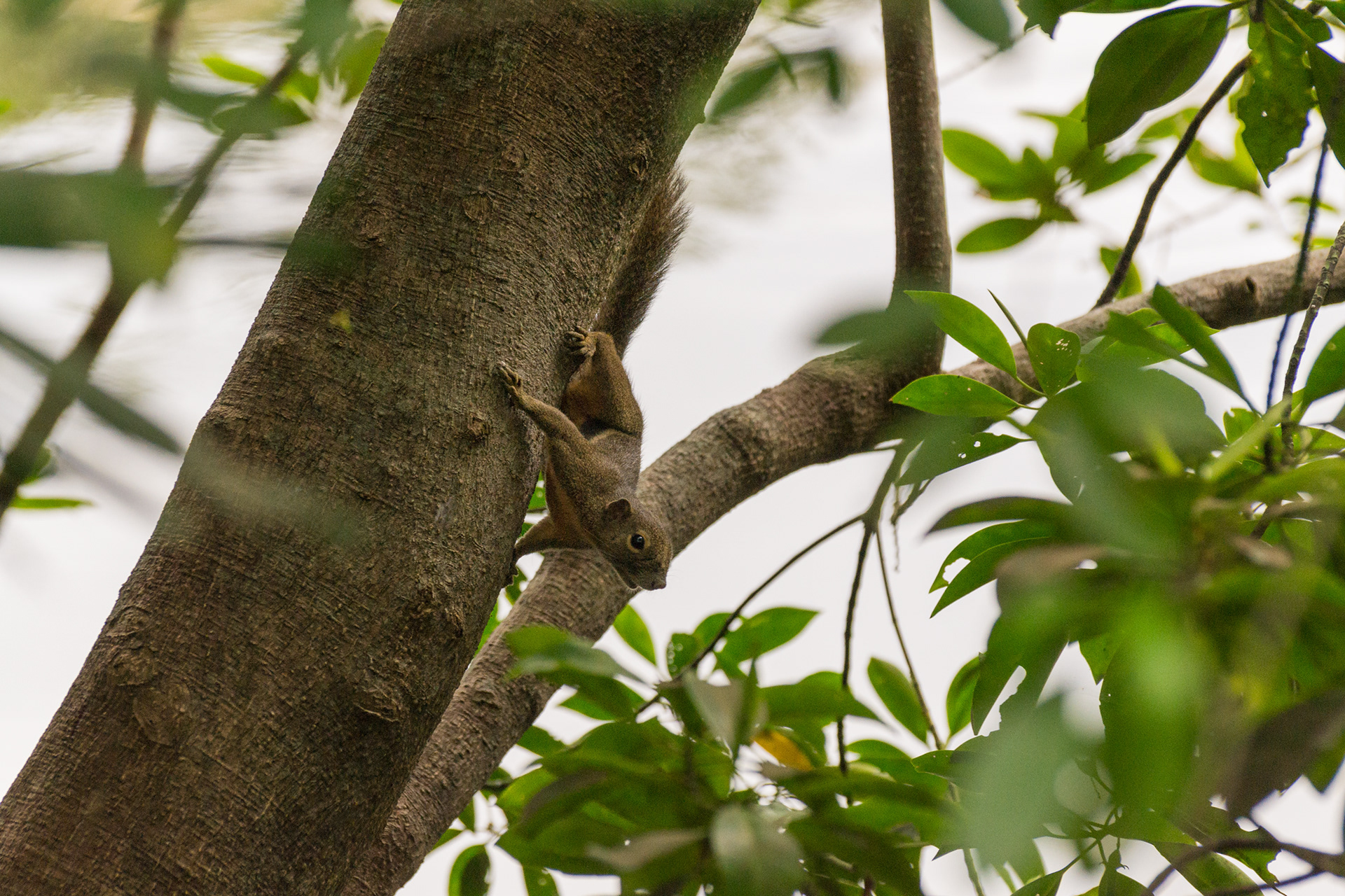 Plantain squirrel