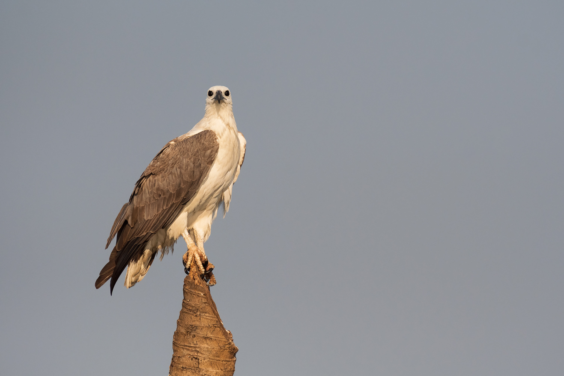 White-Bellied Sea Eagle