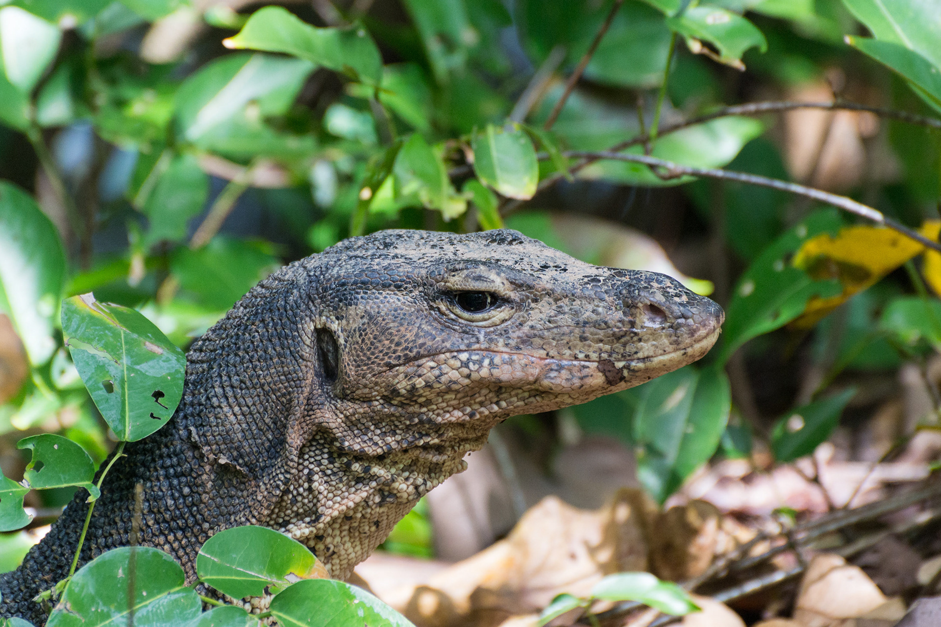 Water Monitor Lizard
