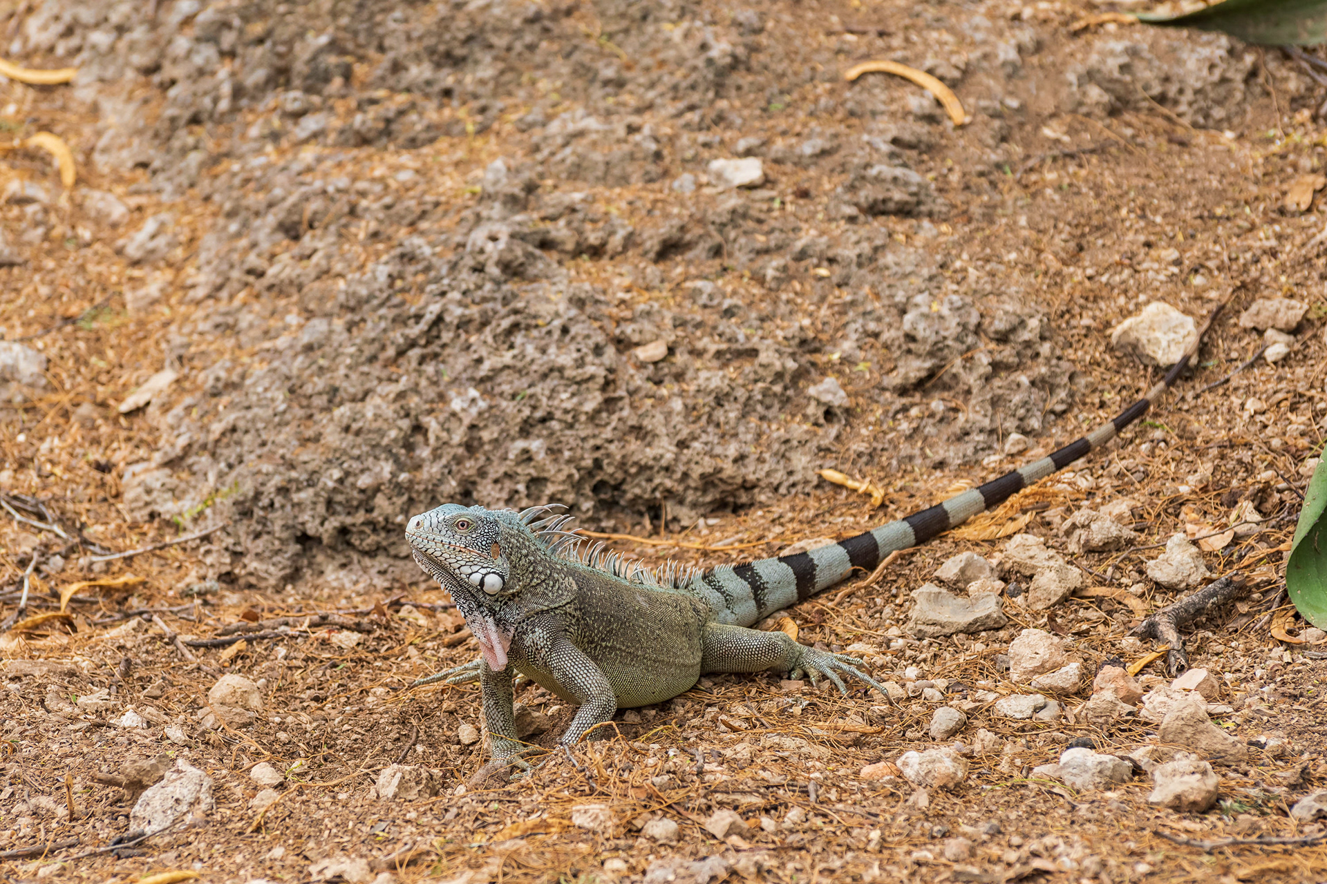 Green Iguana