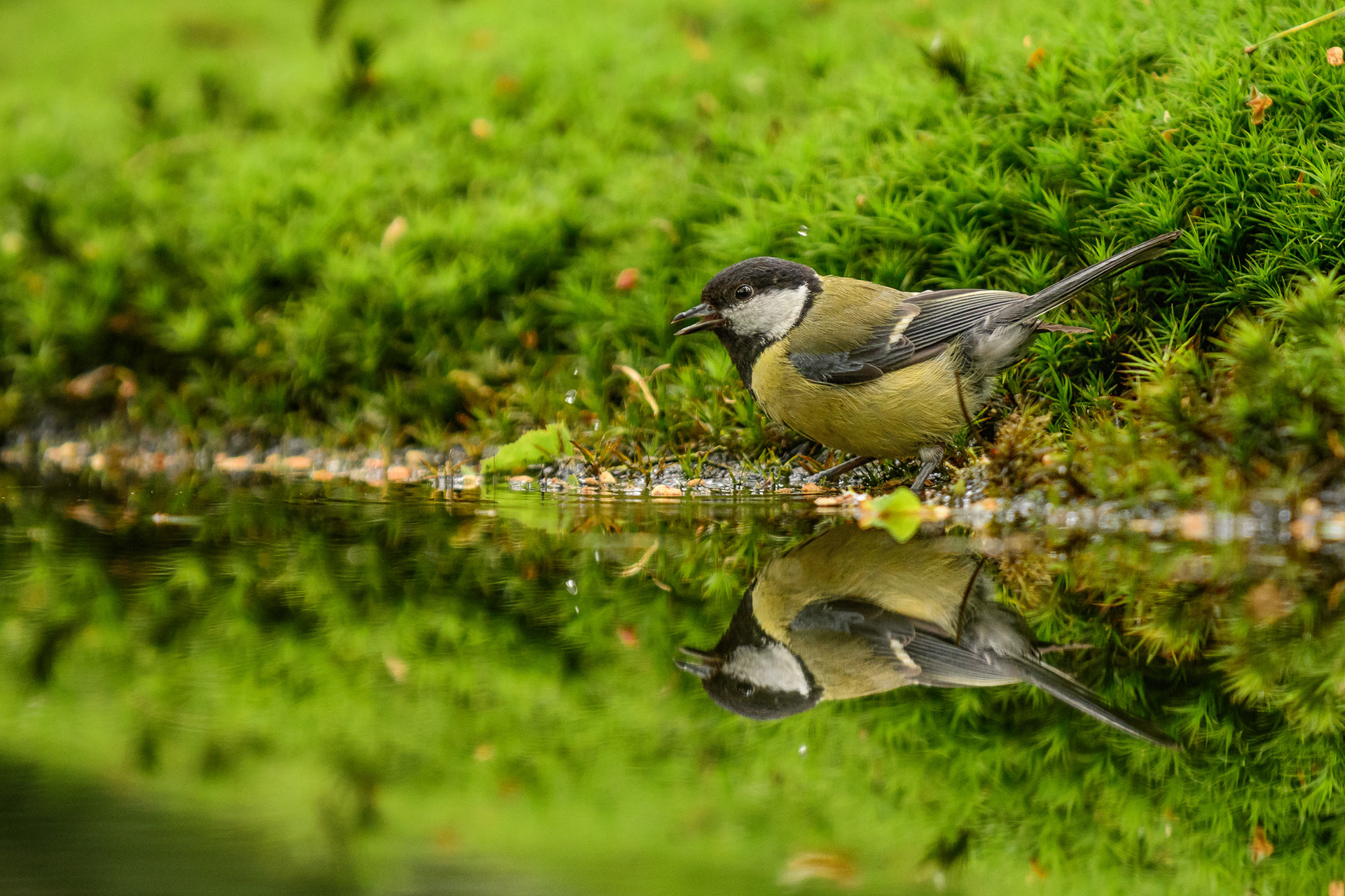 Great Tit