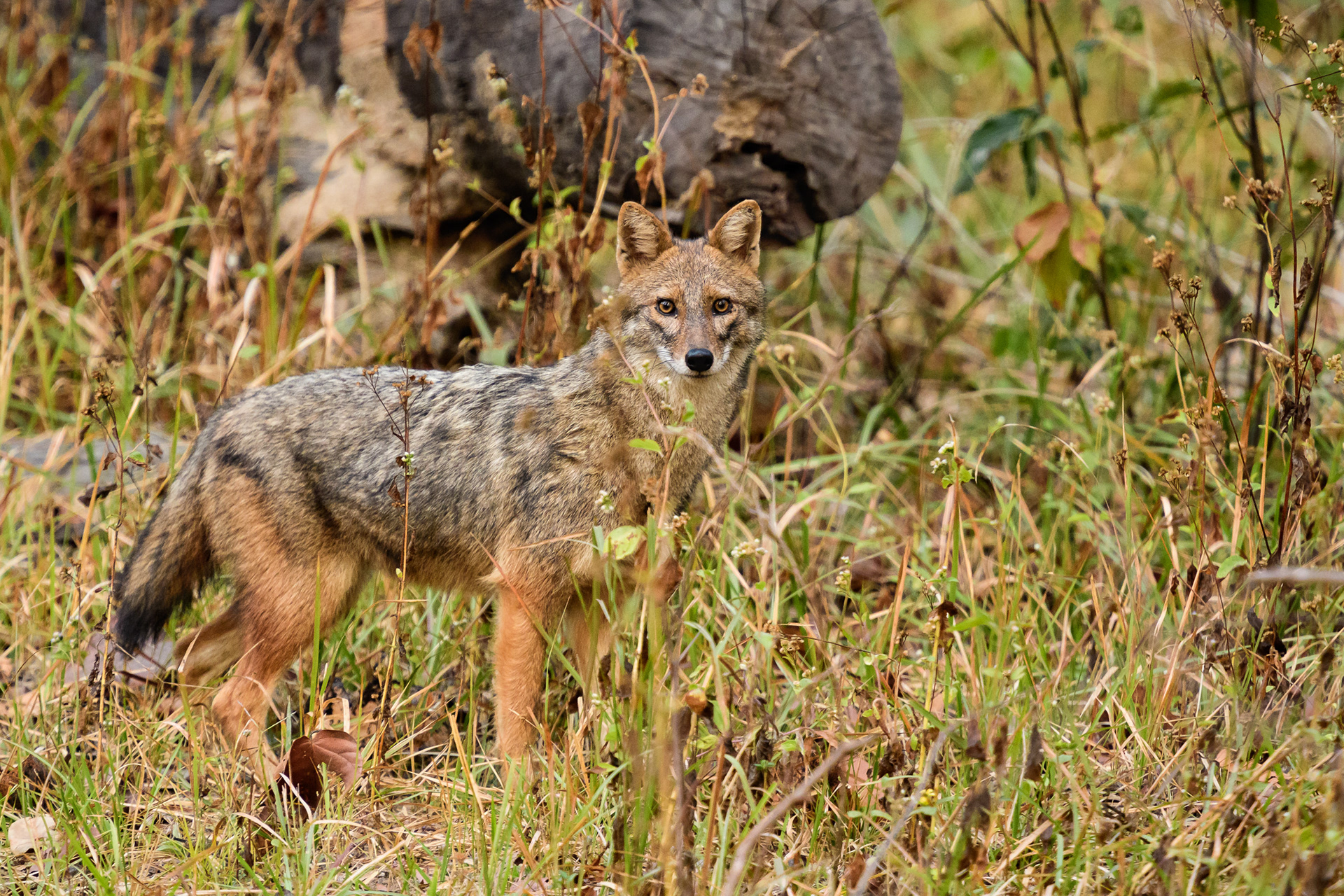 Indian Jackal