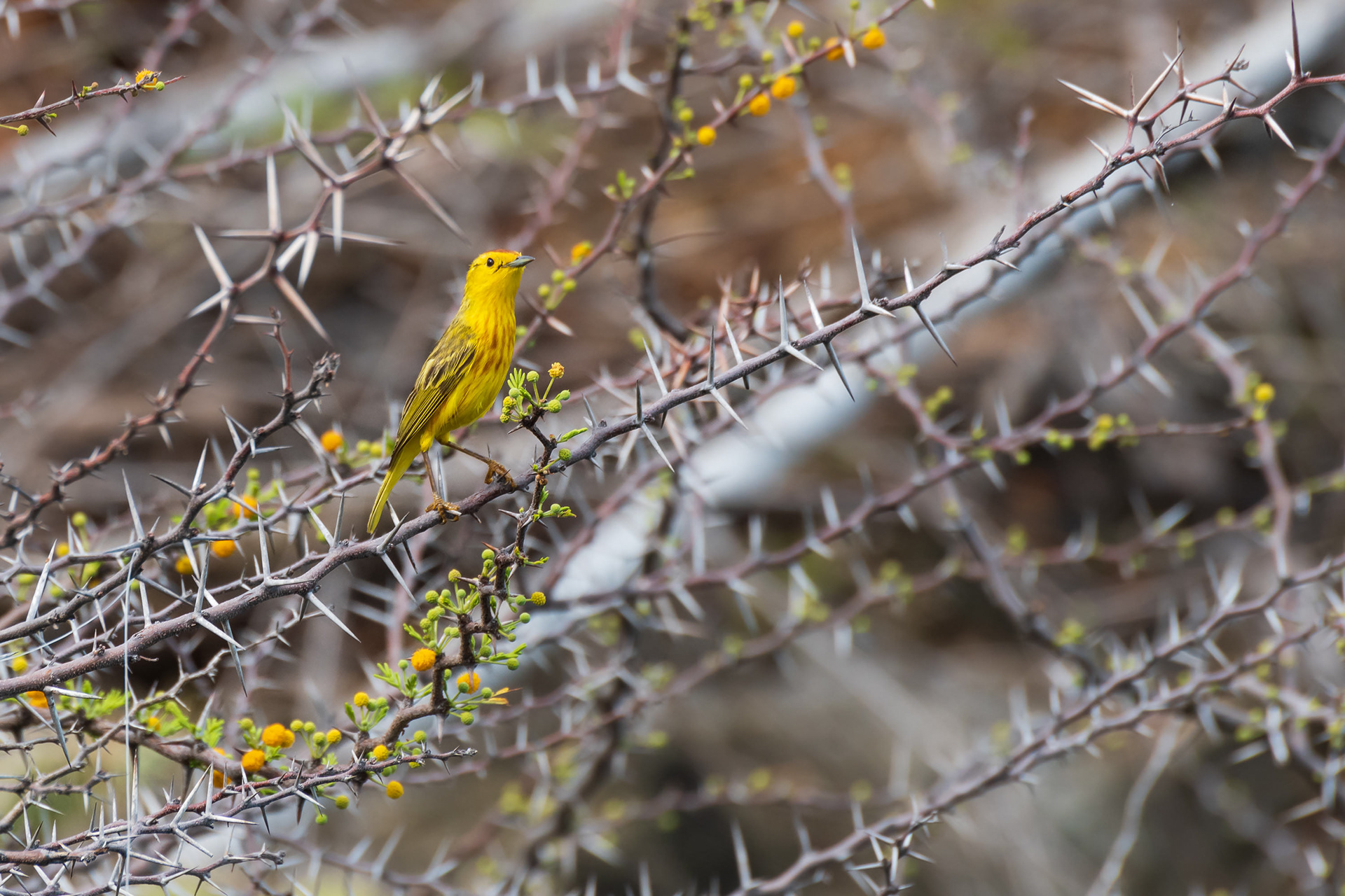 Yellow Warbler