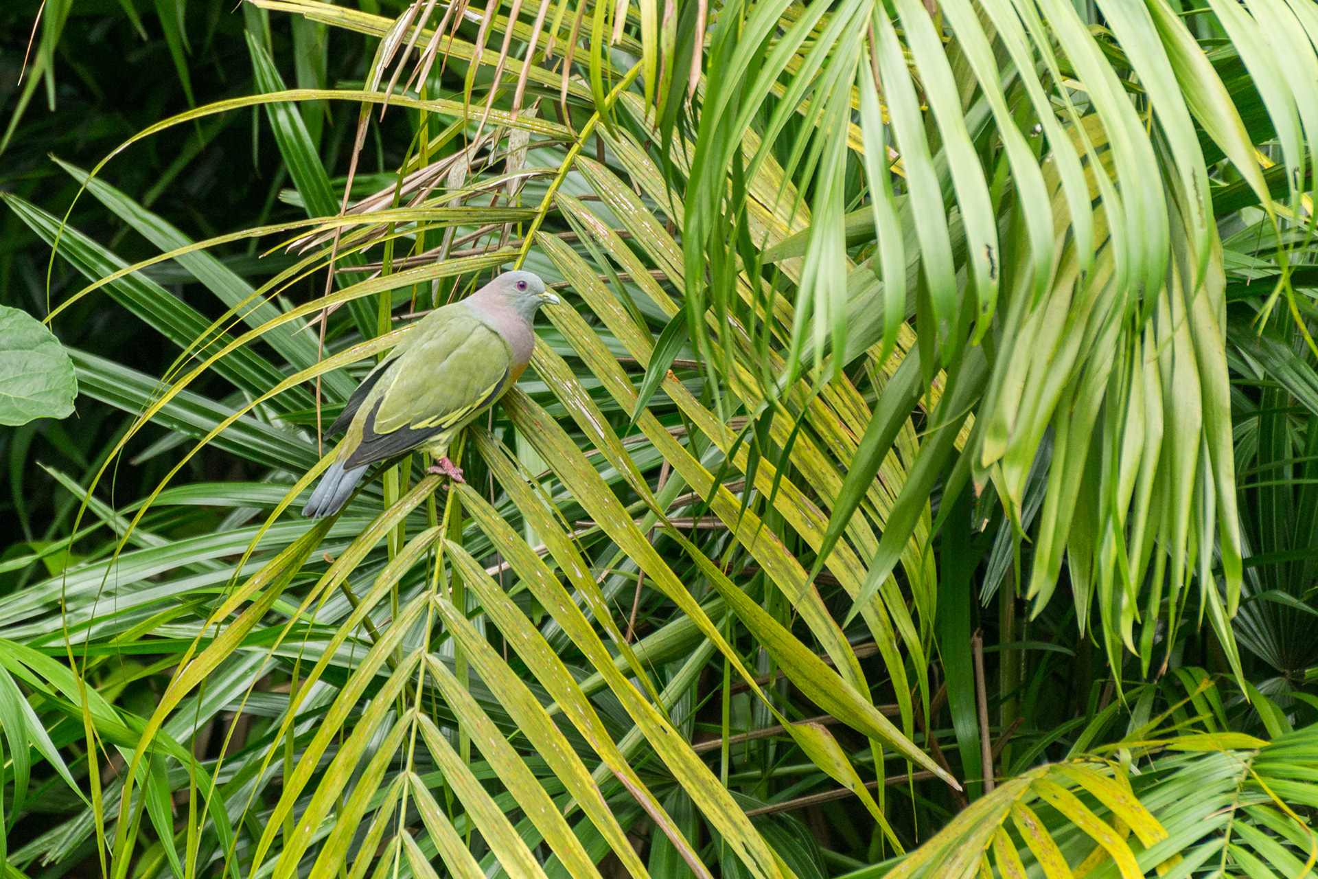 Pink-necked Green Pigeon