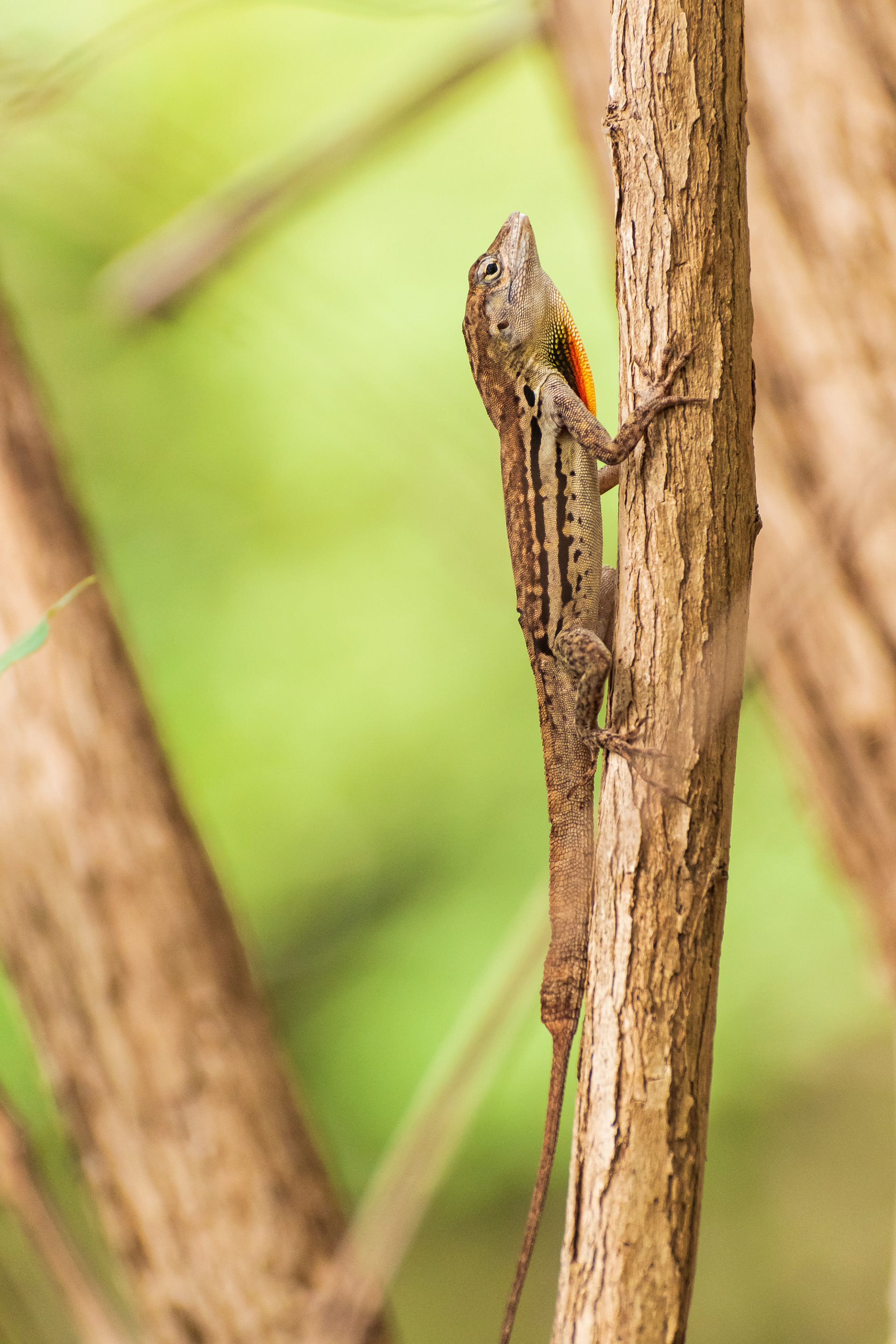 Anole