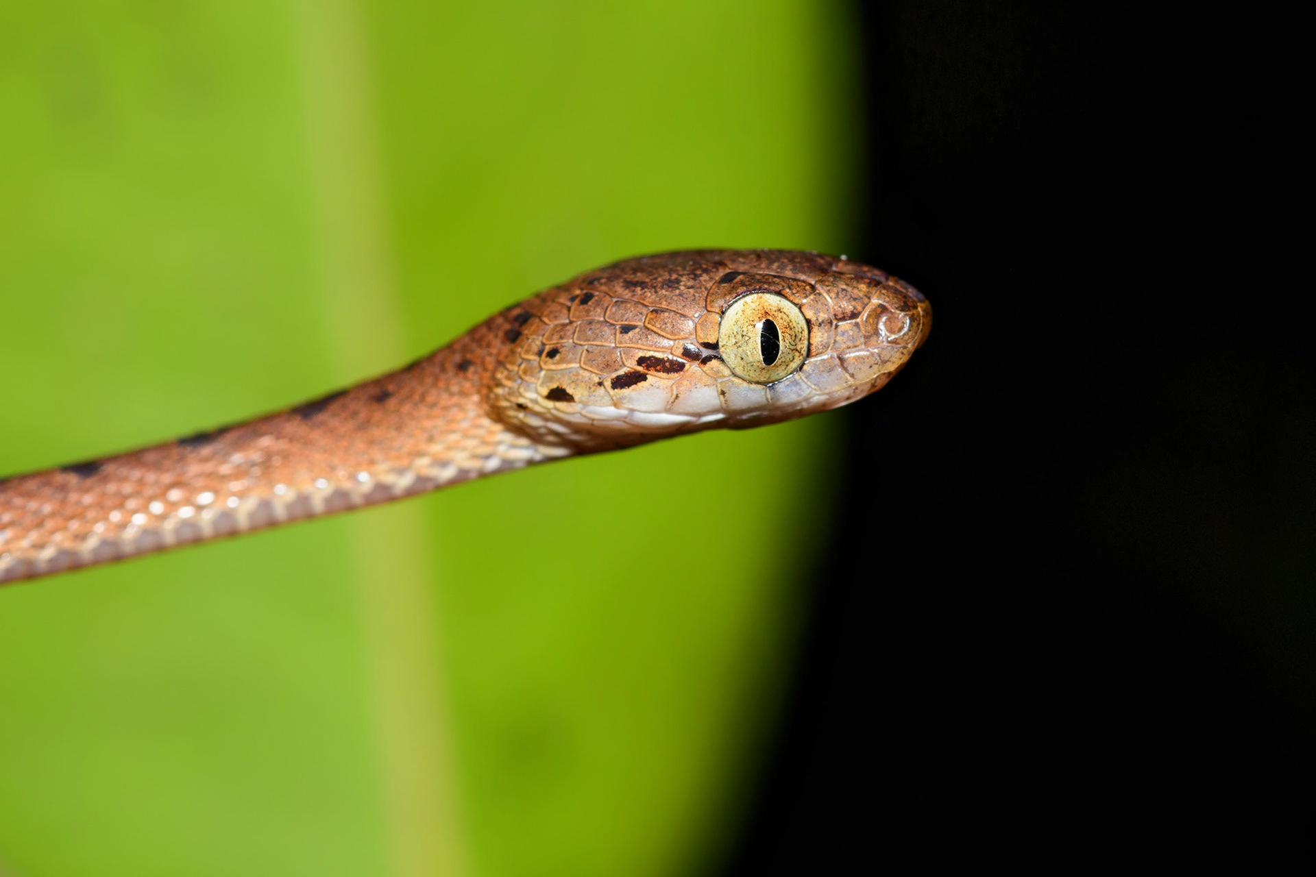Ceylon Cat Snake
