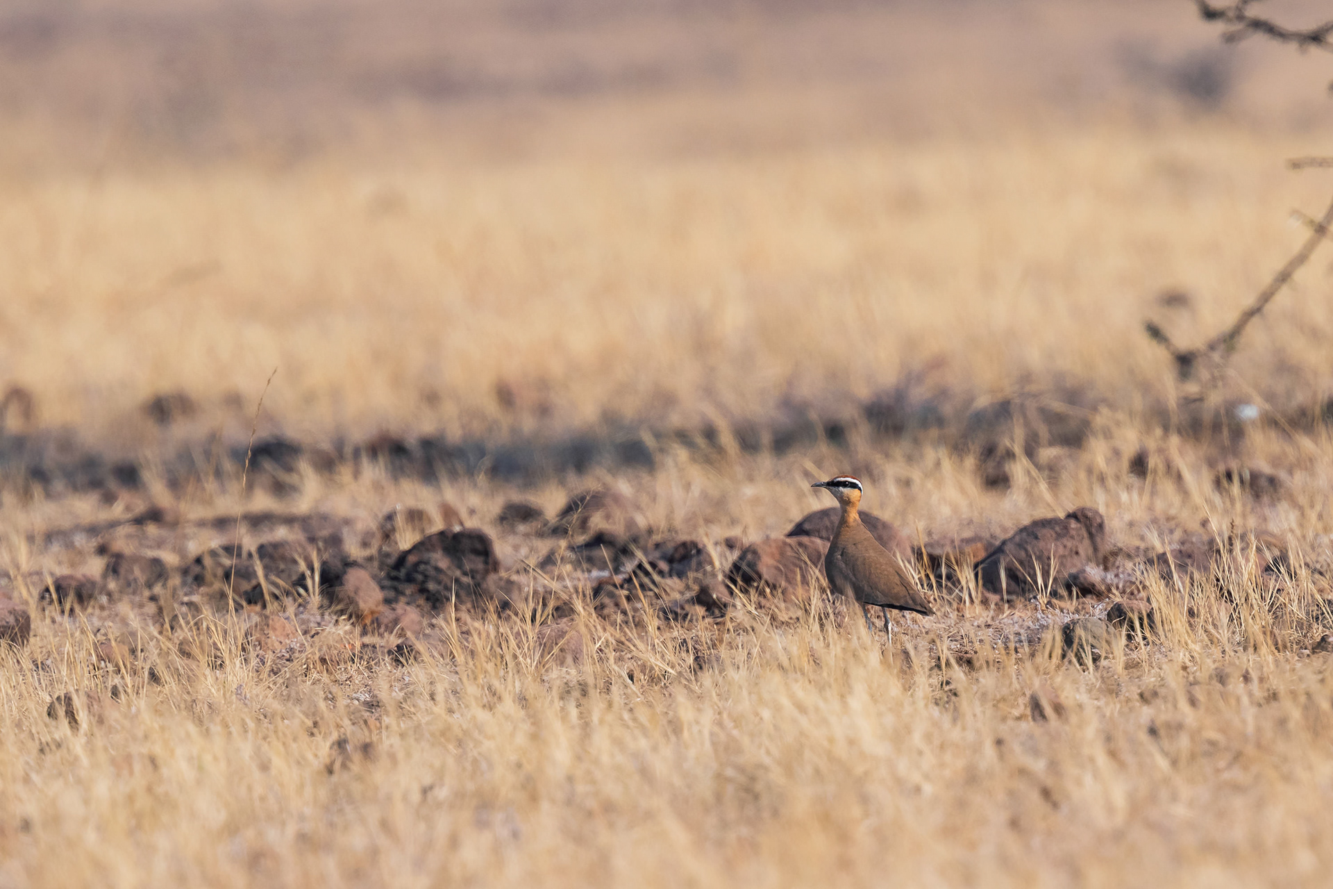 Indian Courser