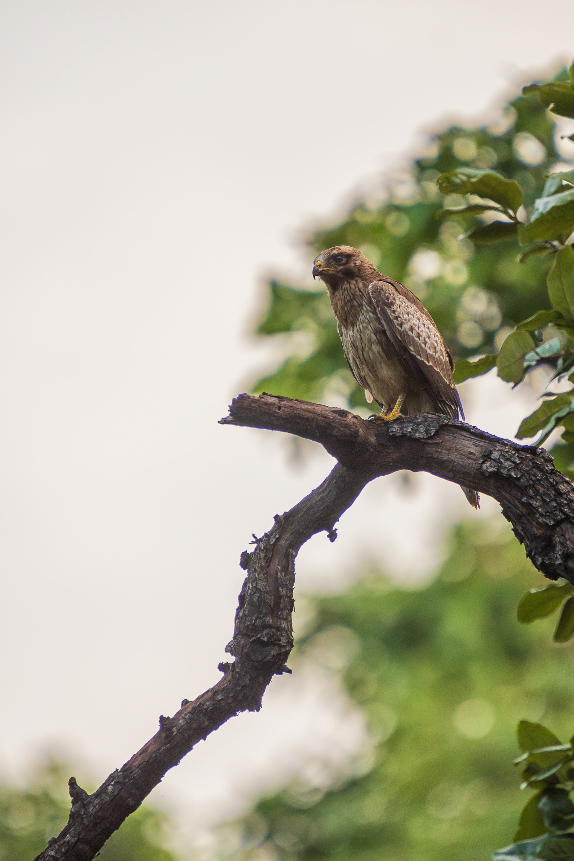 White-Eyed Buzzard