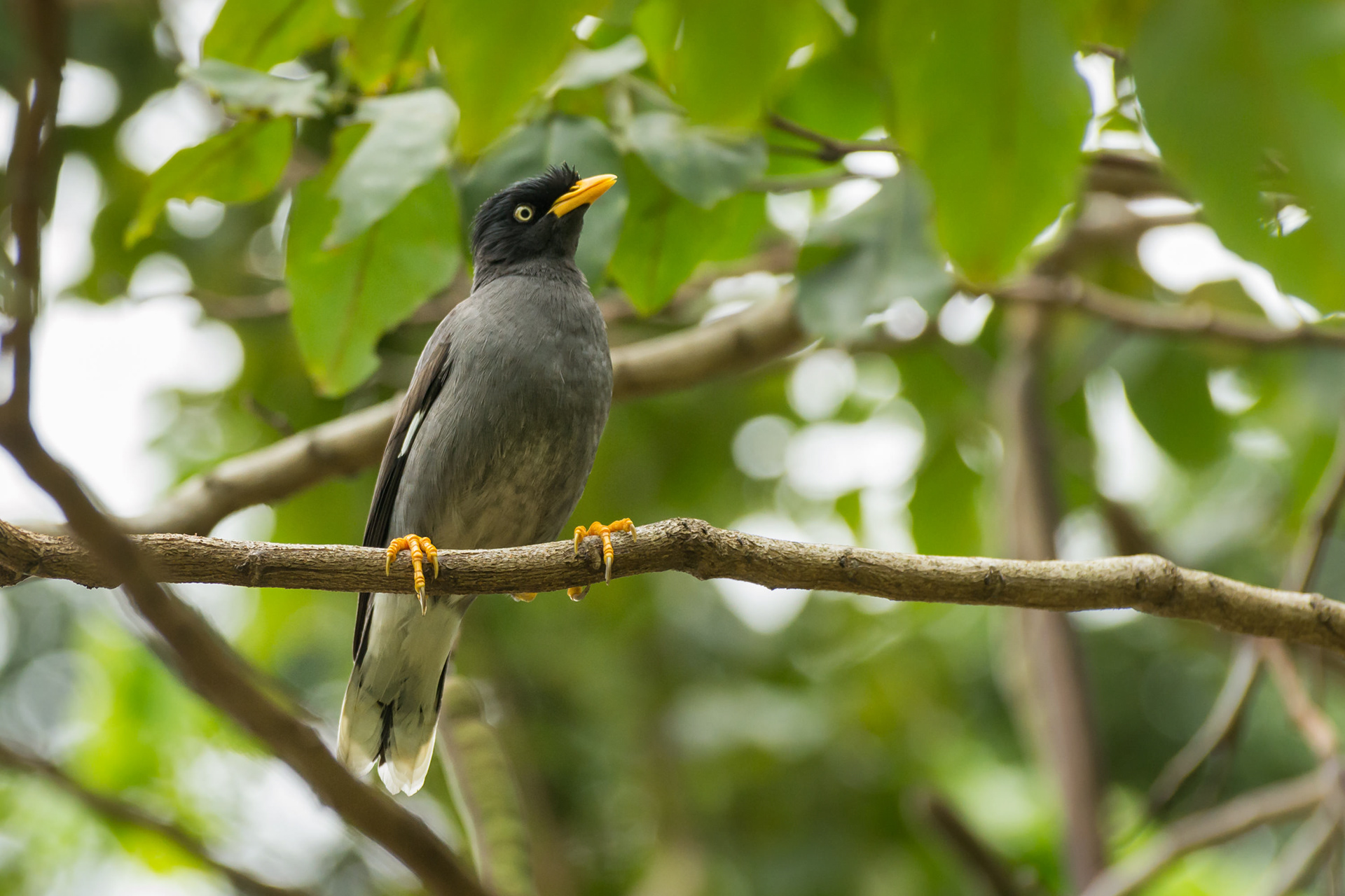 Javan Myna