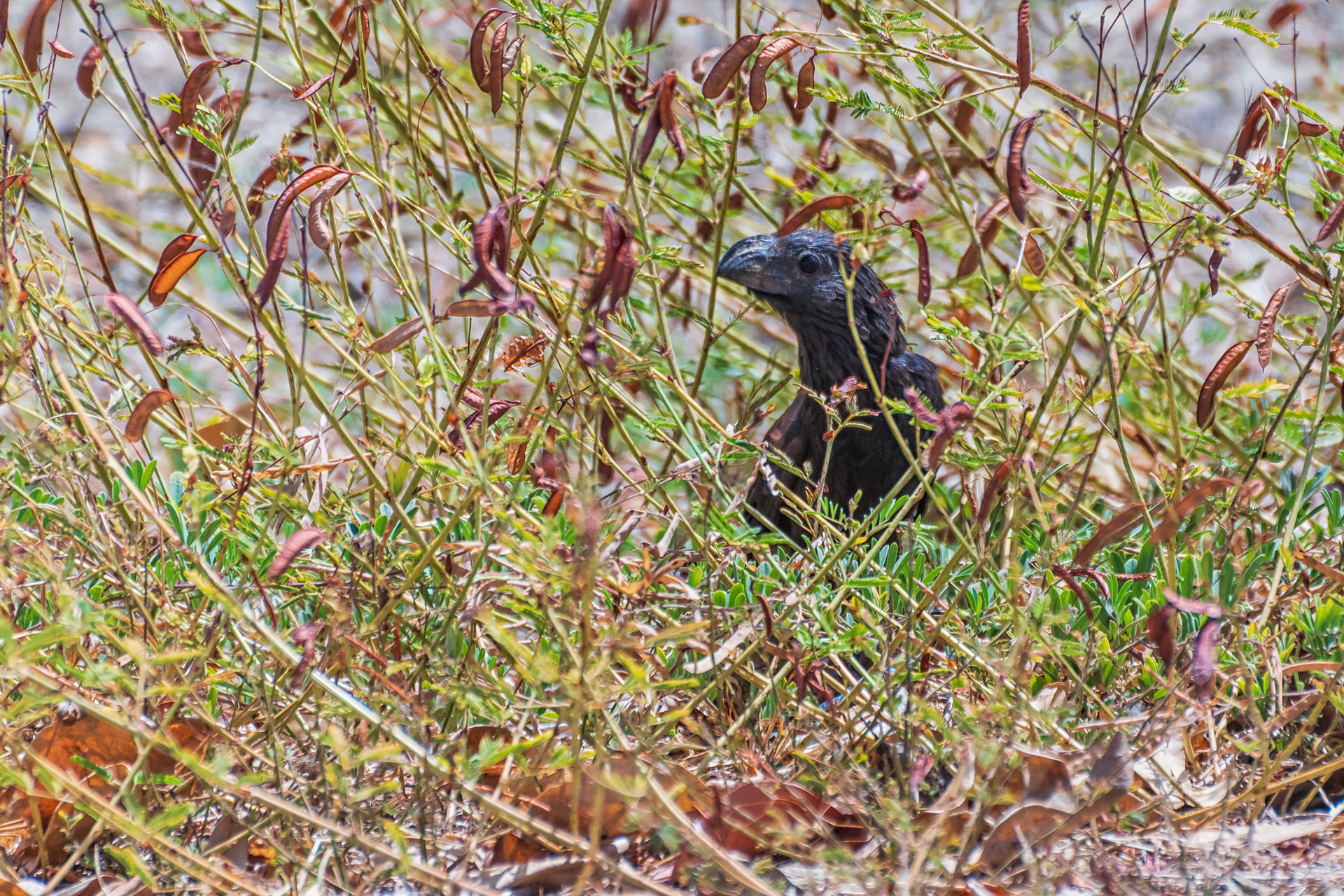 Groove-Billed Ani