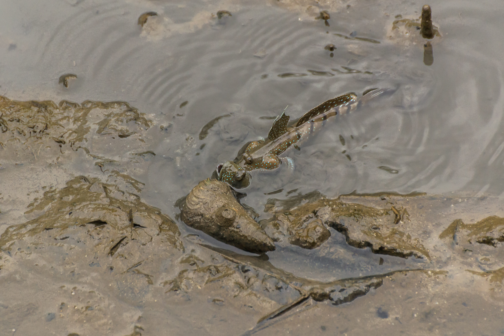 Blue-spotted mudskipper